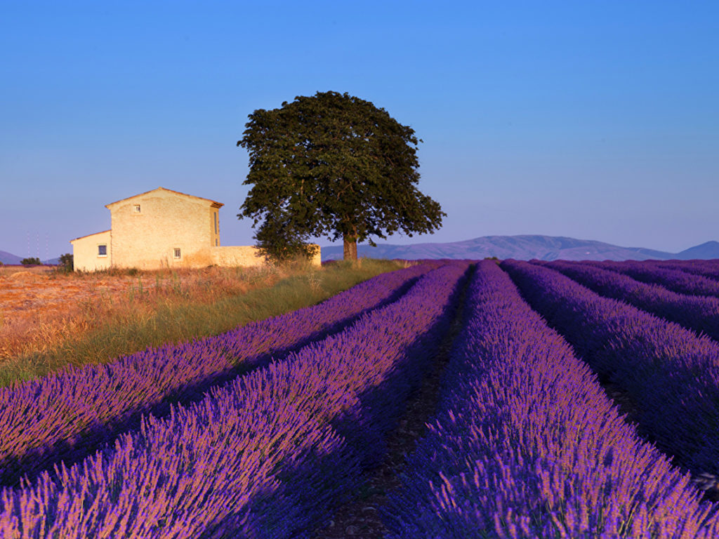 Provence France Landscape Wallpaper - Aix En Provence Lavender , HD Wallpaper & Backgrounds