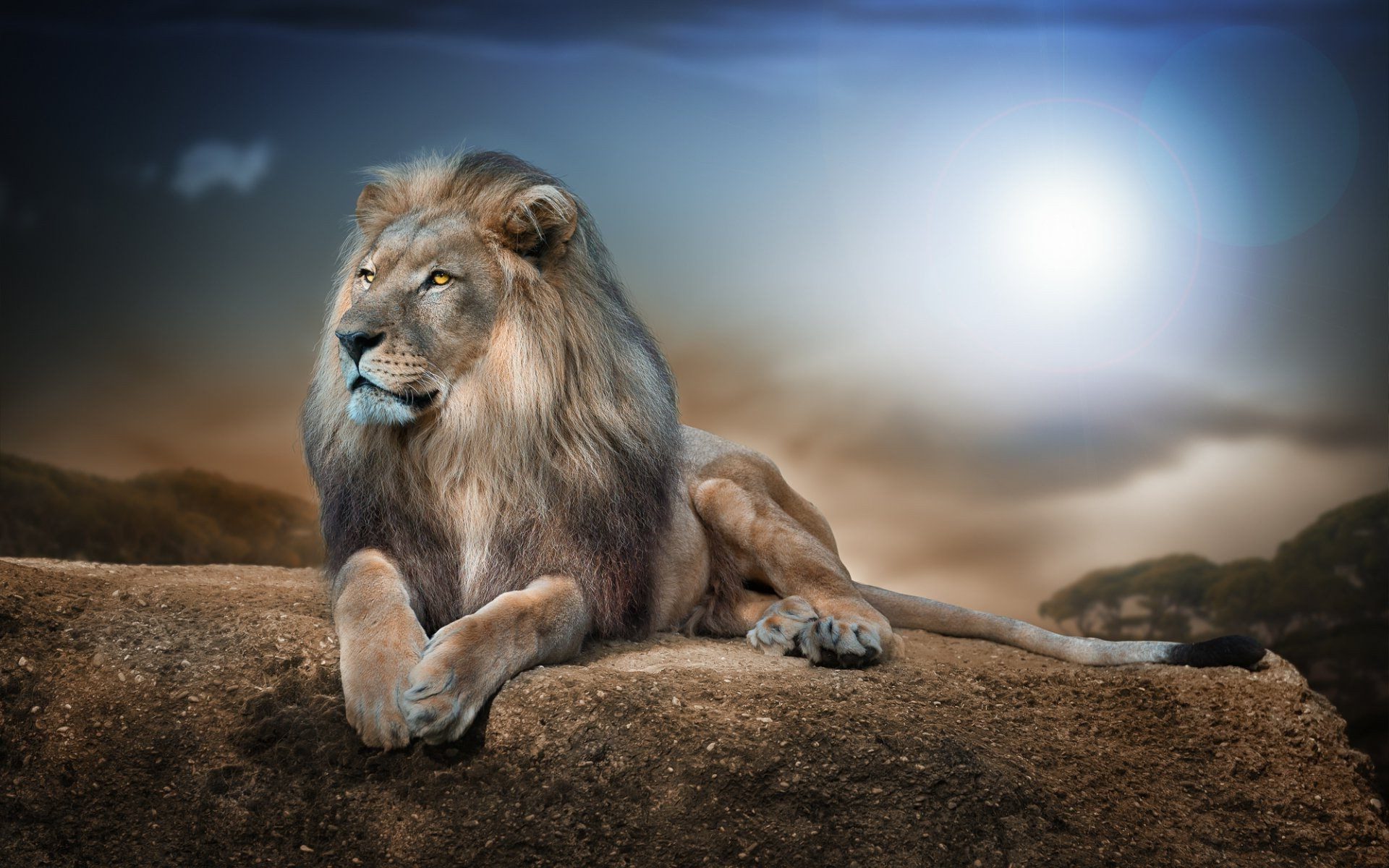 Lion Wallpaper 4k - Lion On A Rock , HD Wallpaper & Backgrounds