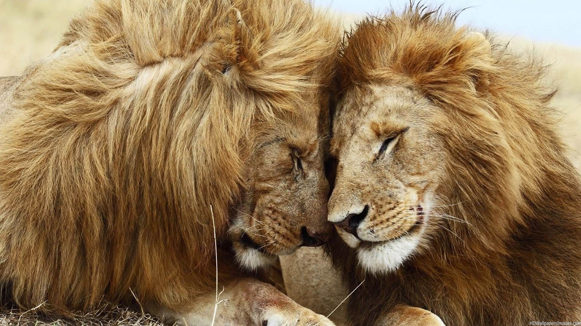 Lion Love , HD Wallpaper & Backgrounds