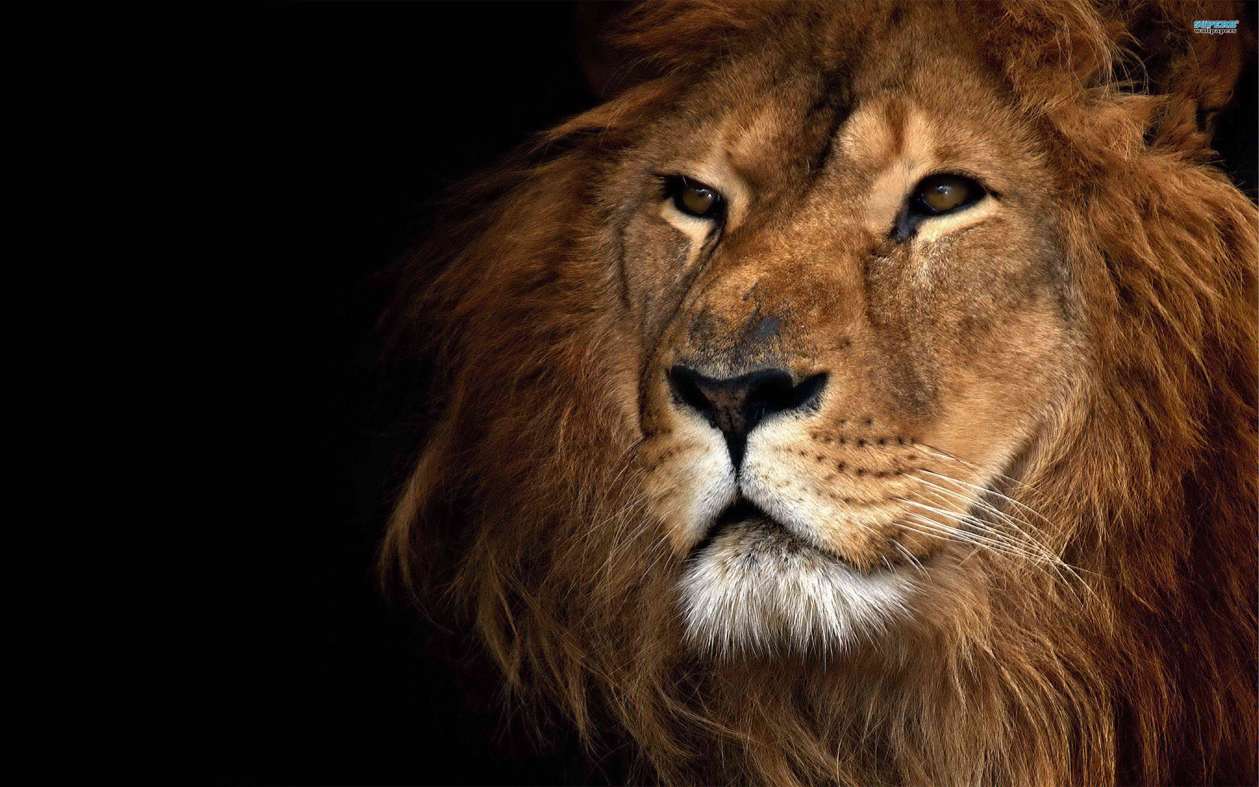 Lion Wallpaper Download Free - Lion King Of Animals , HD Wallpaper & Backgrounds