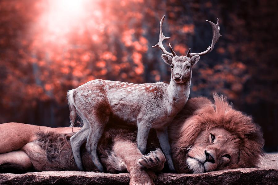 Lion And Reindeer By Top Wallpapers - Hd Animals , HD Wallpaper & Backgrounds