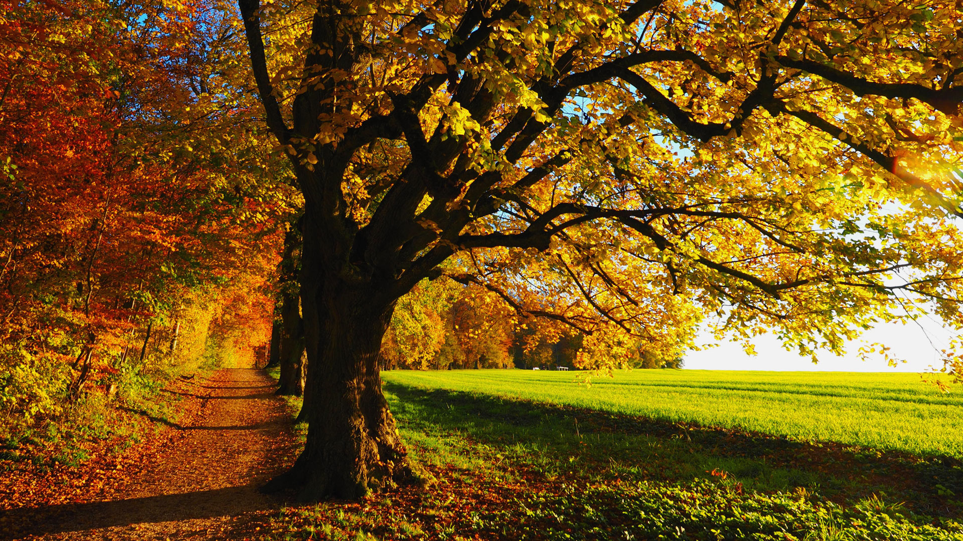 Fall Scenery Image Hd - Trees Hd Wallpaper 1080p , HD Wallpaper & Backgrounds