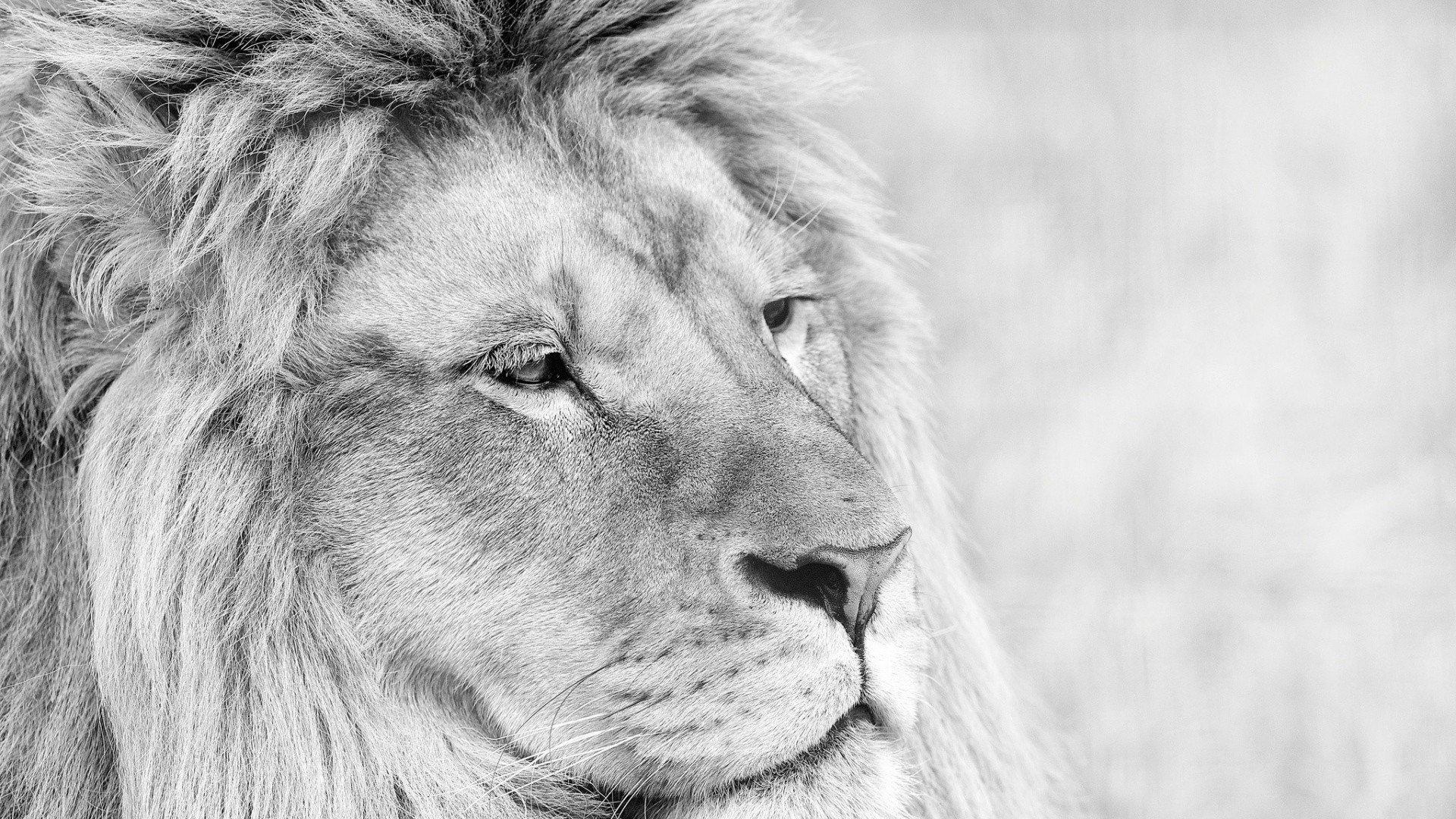 Lion Wallpaper 4k - White Lion Wallpaper 4k , HD Wallpaper & Backgrounds