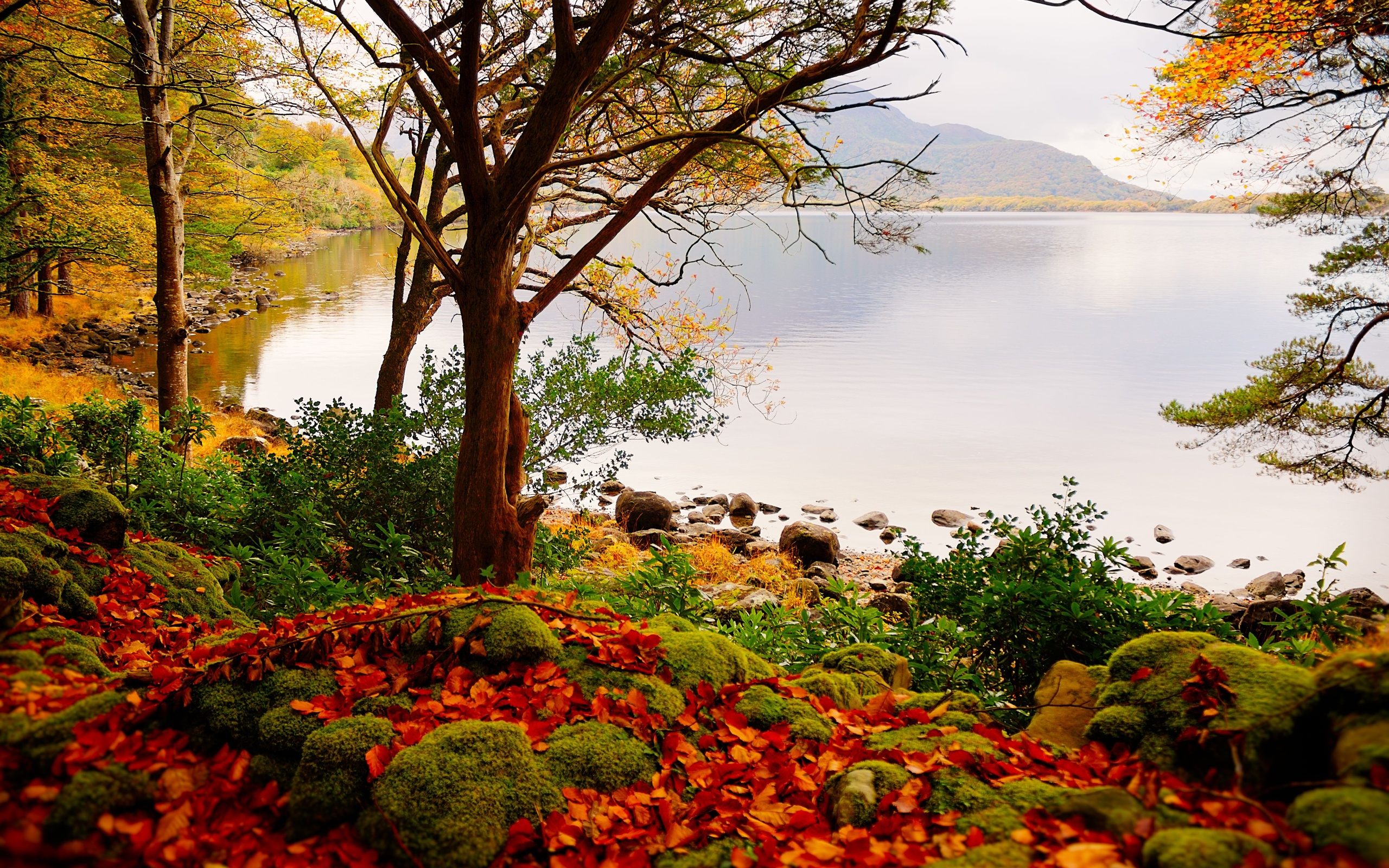 Trees And Lake Landscape , HD Wallpaper & Backgrounds