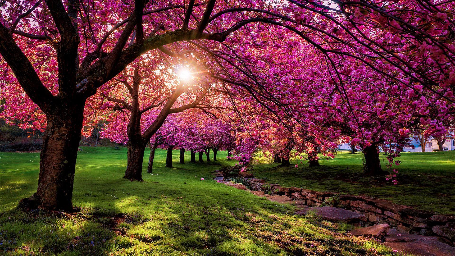 Scenery Wallpaper - Spring Scenery Wallpaper Hd , HD Wallpaper & Backgrounds