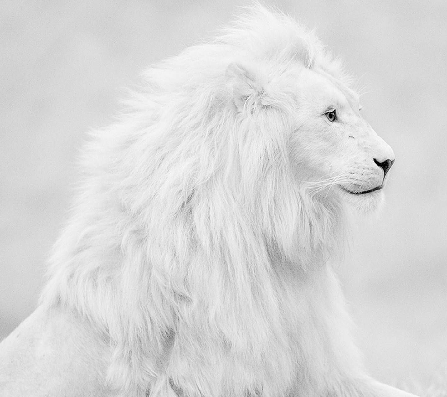 Lion - White Lion Wallpapers For Iphone , HD Wallpaper & Backgrounds