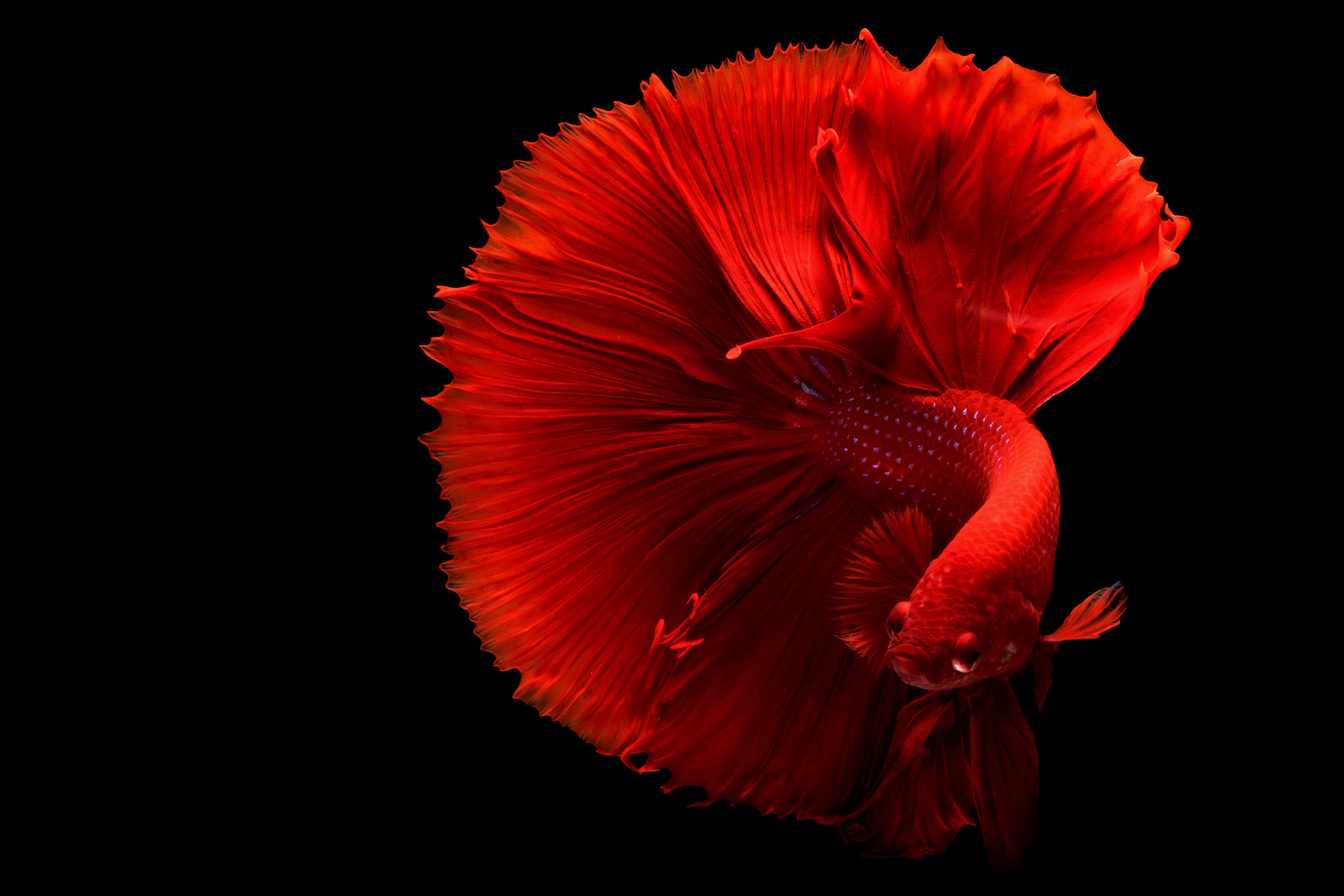 Similar Photos - Betta Fish Hd , HD Wallpaper & Backgrounds