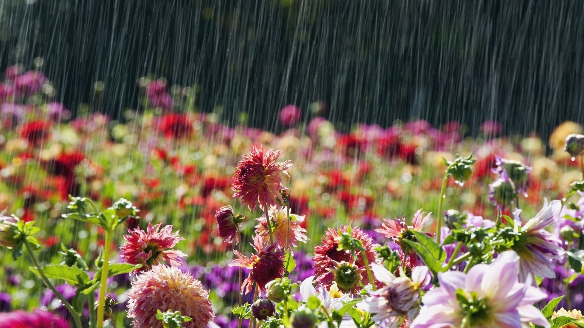 Rainy Season Hd Wallpapers, Rain Makes Our Life Most - Rain Falling On Flowers , HD Wallpaper & Backgrounds