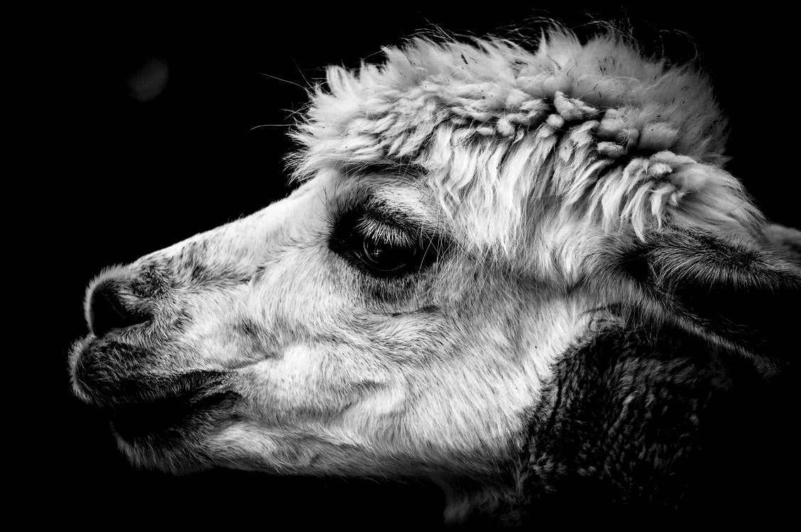 Cute Animal Wallpapers - Black And White Photography Llama , HD Wallpaper & Backgrounds