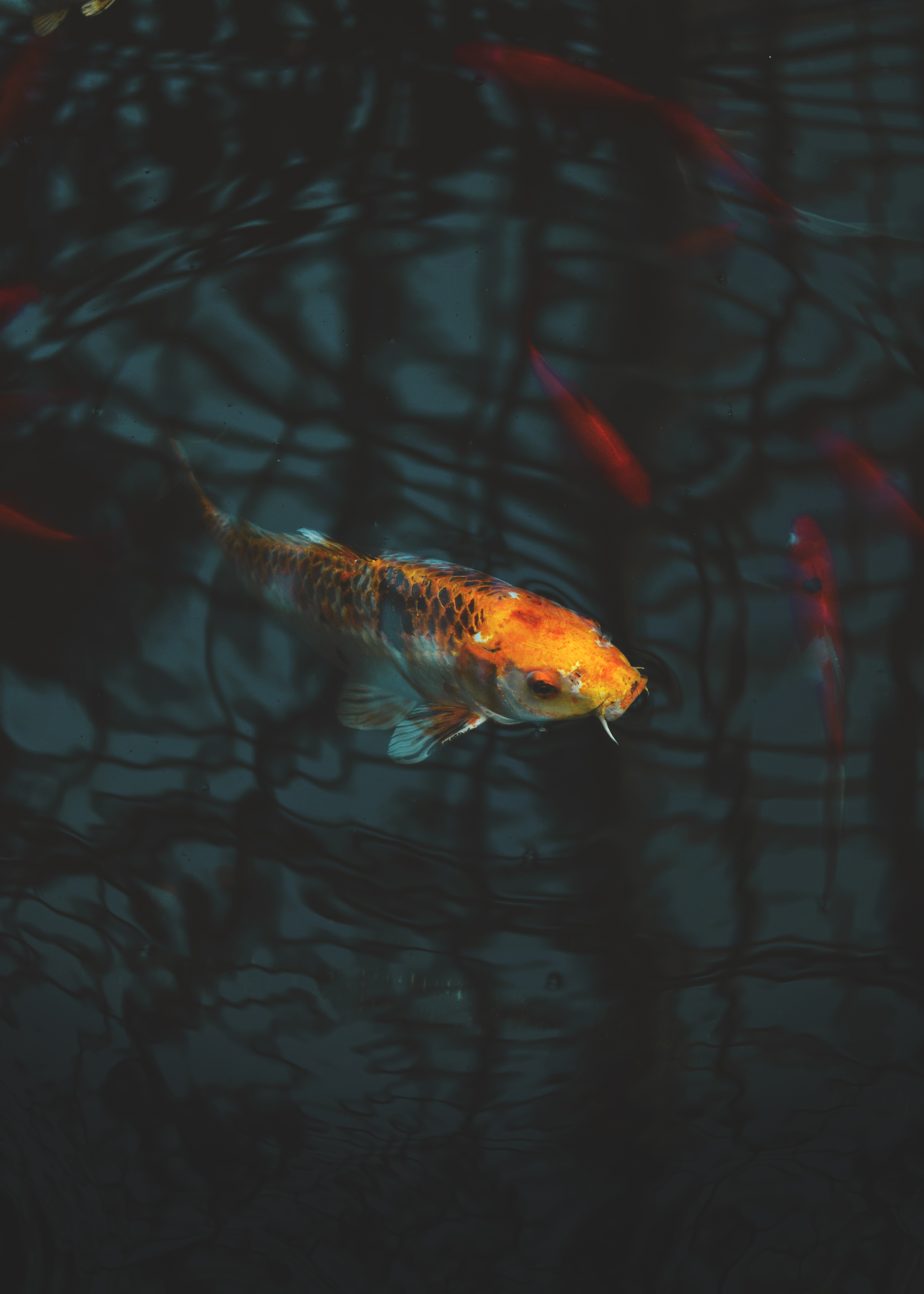 Luiisrtz - Goldfish , HD Wallpaper & Backgrounds