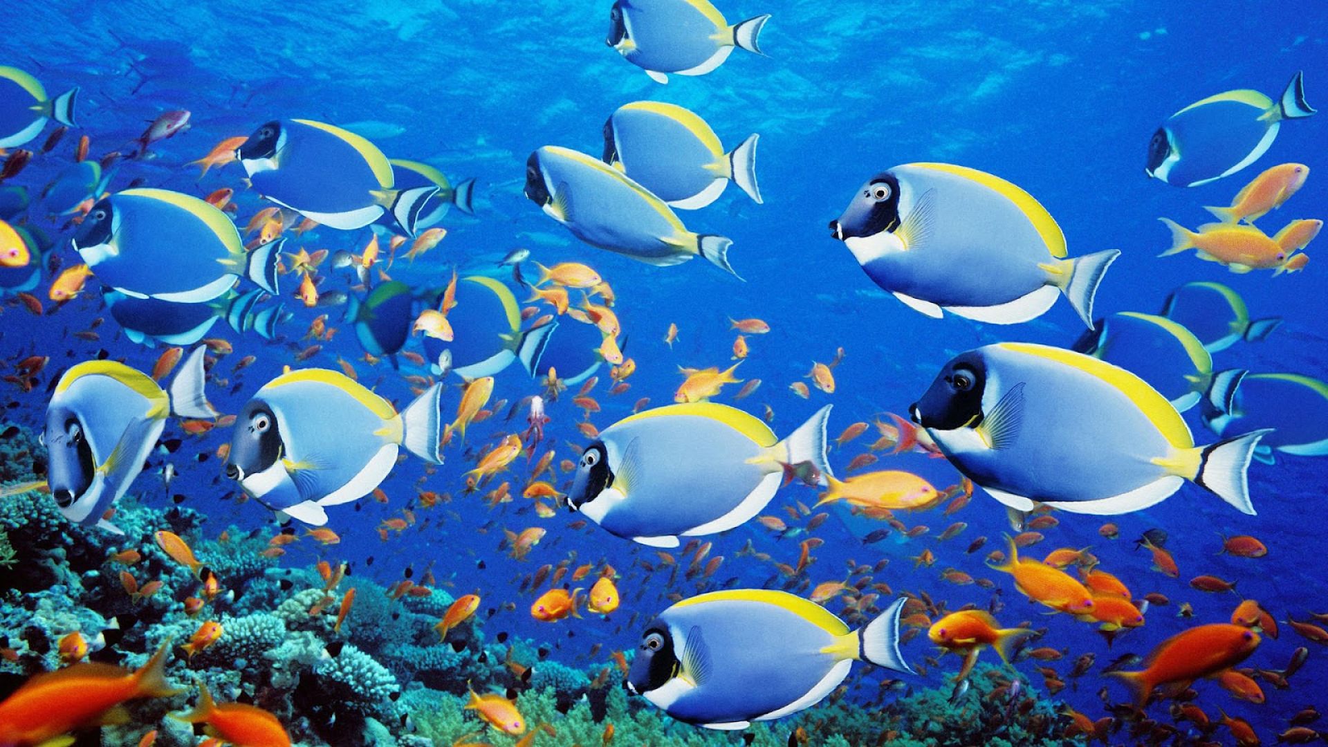 Beautiful Fish Wallpapers Free Download - Sea Fish , HD Wallpaper & Backgrounds