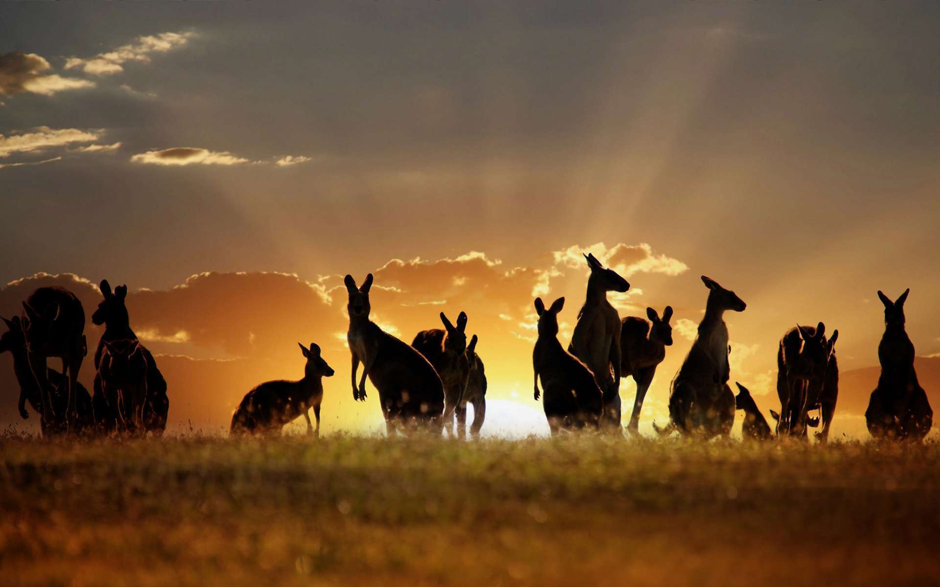 Kangaroos - Australia Kangaroo Background , HD Wallpaper & Backgrounds
