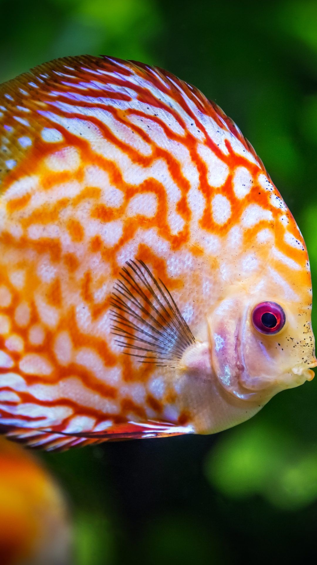 Fish 4k Ultra Hd Wallpaper And Background Image - Discus Fish , HD Wallpaper & Backgrounds