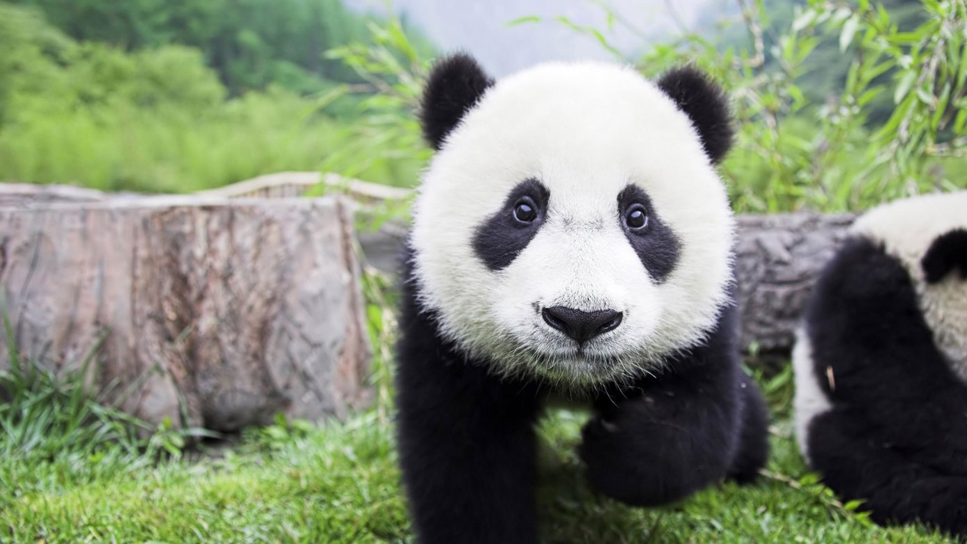 Cute Animal Wallpapers - Panda Hd , HD Wallpaper & Backgrounds