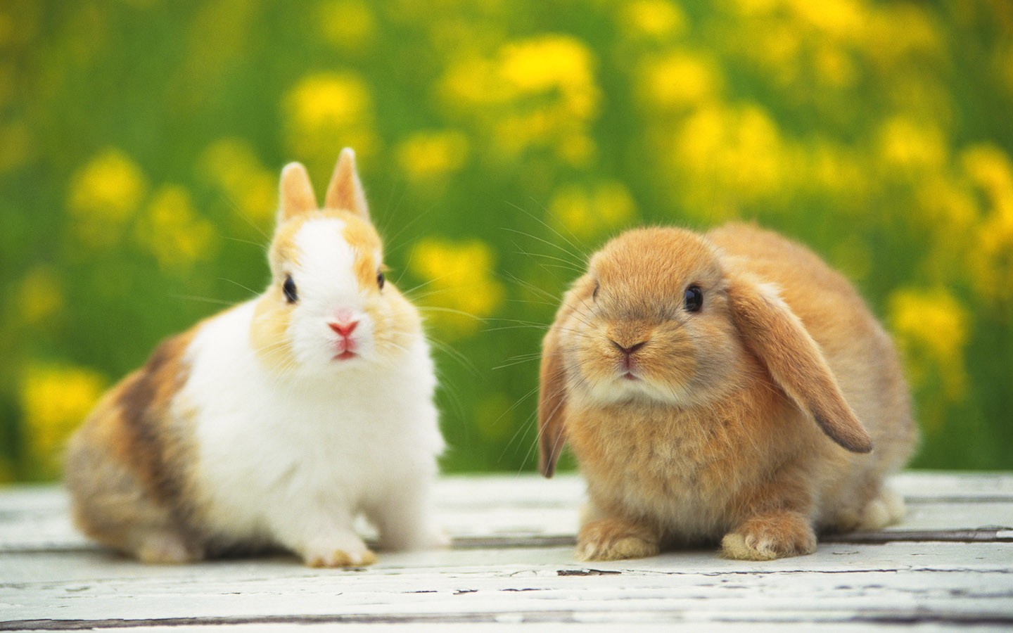 Free Animal Wallpaper - Cute Bunnies , HD Wallpaper & Backgrounds