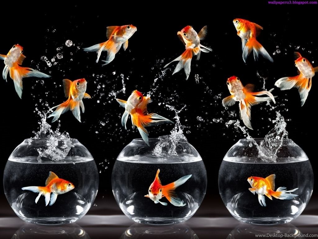 Fullscreen - Hd Wallpaper Beautiful Fish , HD Wallpaper & Backgrounds