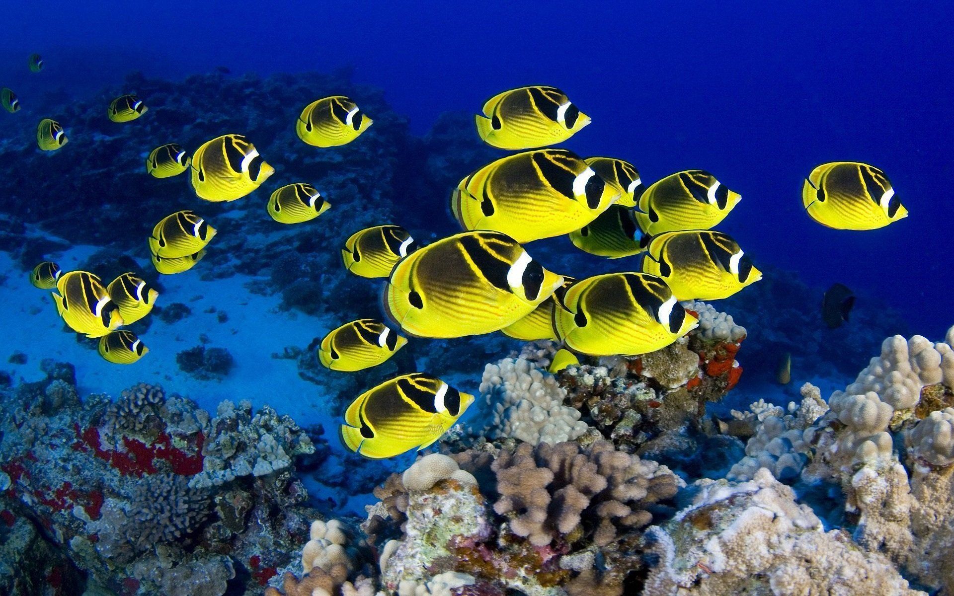 Tropical Fish Wallpaper Hd - Schools Of Tropical Fish , HD Wallpaper & Backgrounds