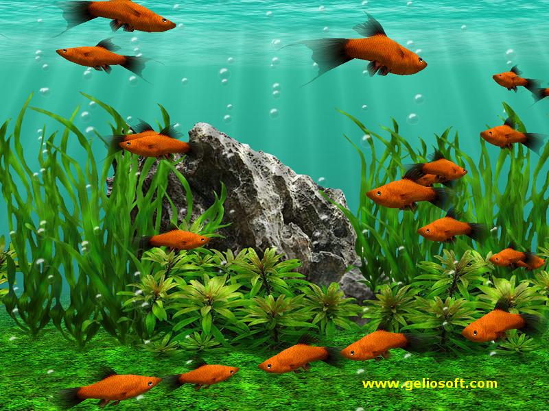3d Screensaver And Wallpaper With Red Platy Fish - Fish Animated Wallpaper For Mobile , HD Wallpaper & Backgrounds
