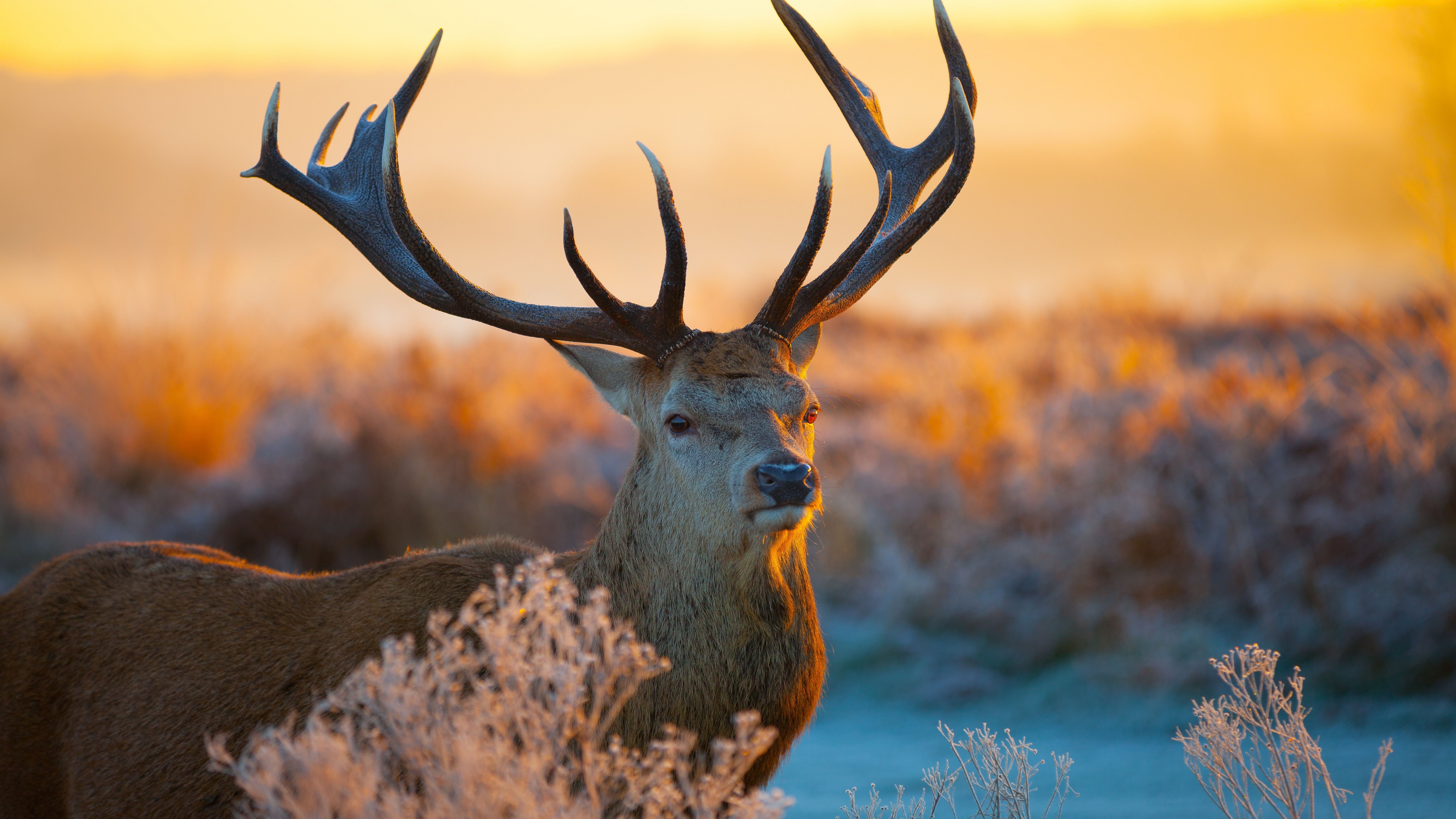 Animal Wallpaper - High Resolution Deer Hd , HD Wallpaper & Backgrounds