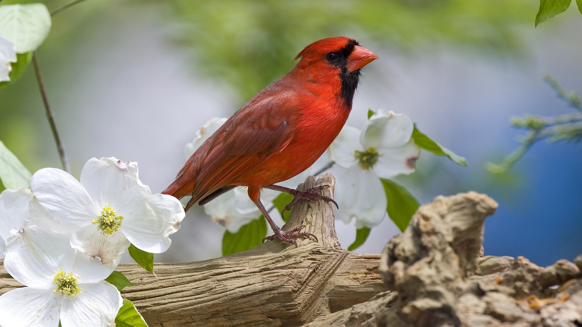 Animal Hd Wallpapers 1080p, Widescreen Wallpapers, - Birds With Real Flowers , HD Wallpaper & Backgrounds