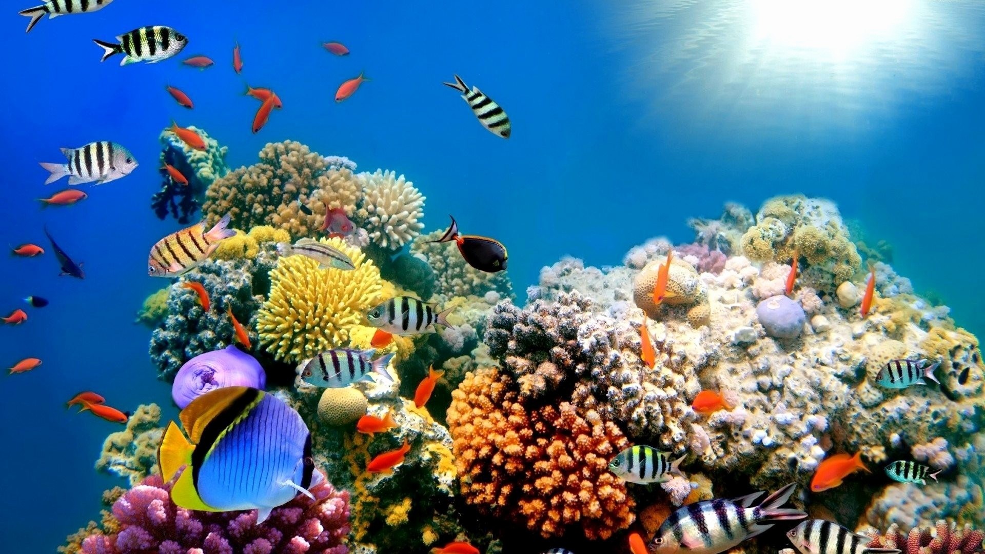 School Of Tropical Fish Hd Desktop Wallpaper High Definition - Sea Creatures Hd , HD Wallpaper & Backgrounds
