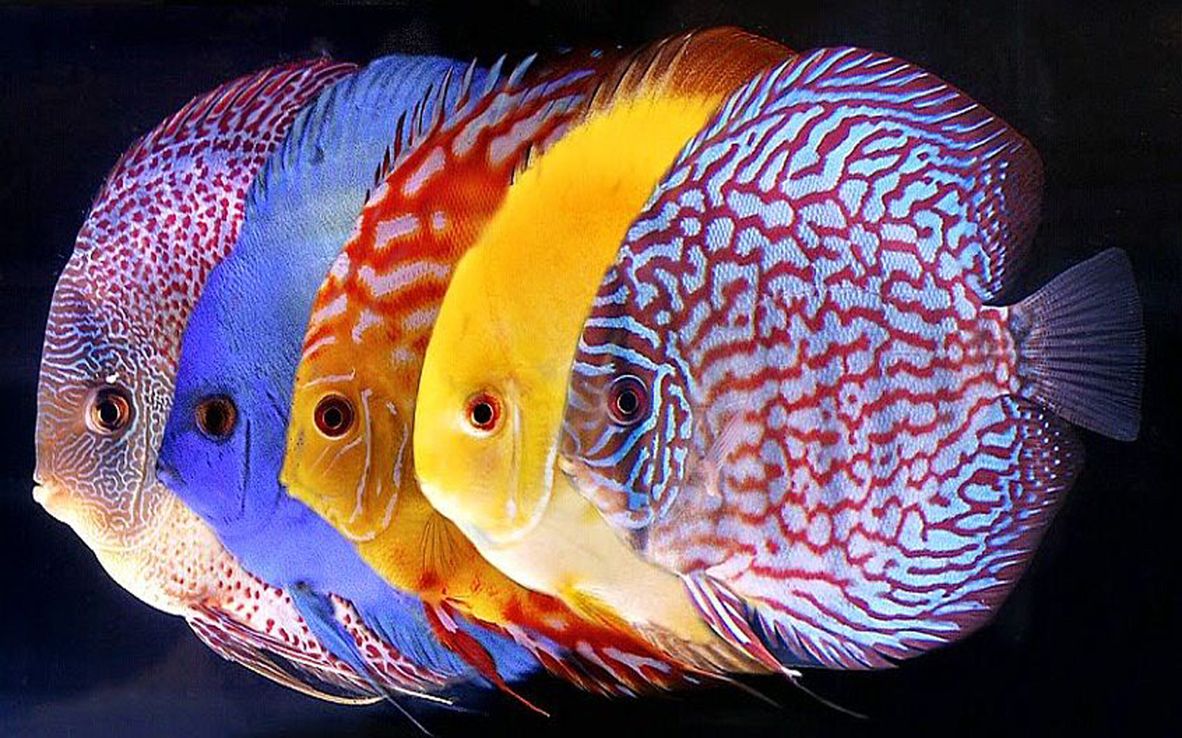 Symphysodon Discus Tropical Fish For Wallpaper Hd Mobile - Discus Fish Wallpaper Hd , HD Wallpaper & Backgrounds