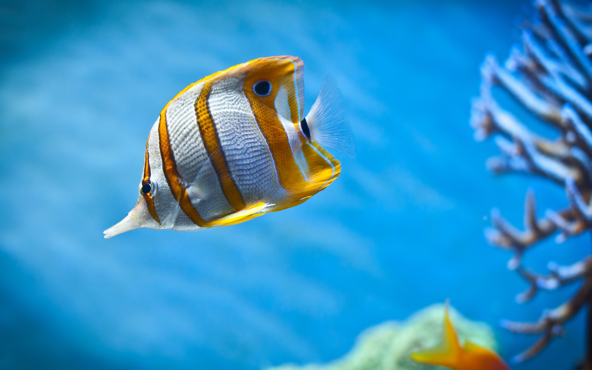Fish Wallpaper - Butterfly Fish , HD Wallpaper & Backgrounds