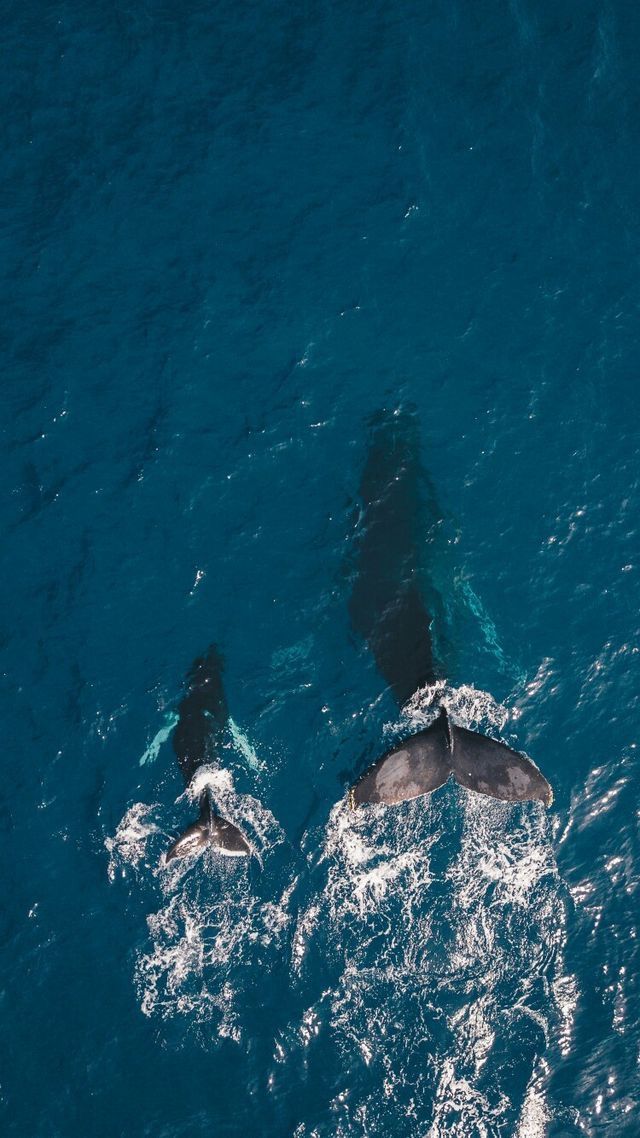 Animals Wallpapers Iphone - Whale Wallpaper Iphone , HD Wallpaper & Backgrounds
