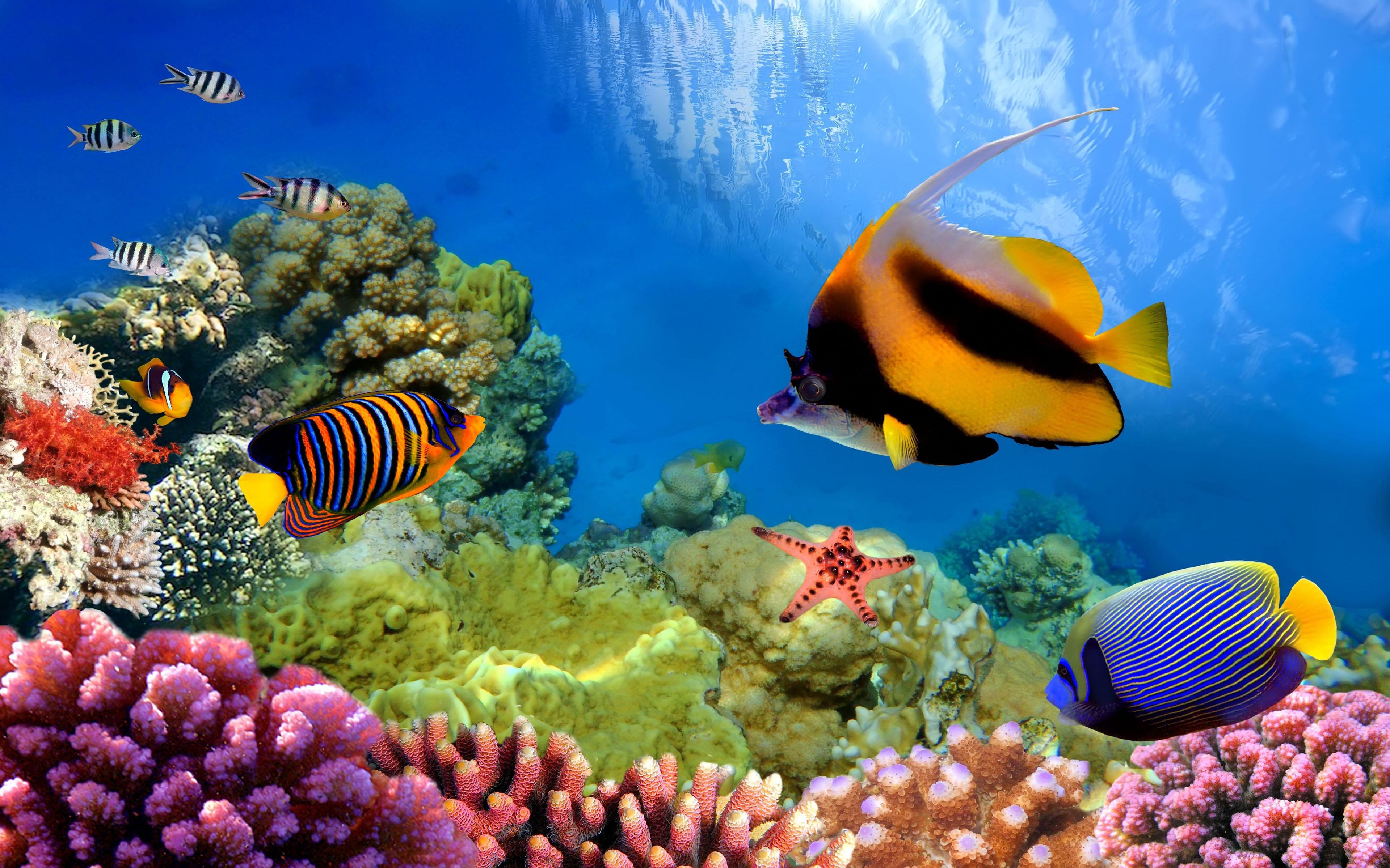 Hd Wallpaper - Great Barrier Reef 4k , HD Wallpaper & Backgrounds