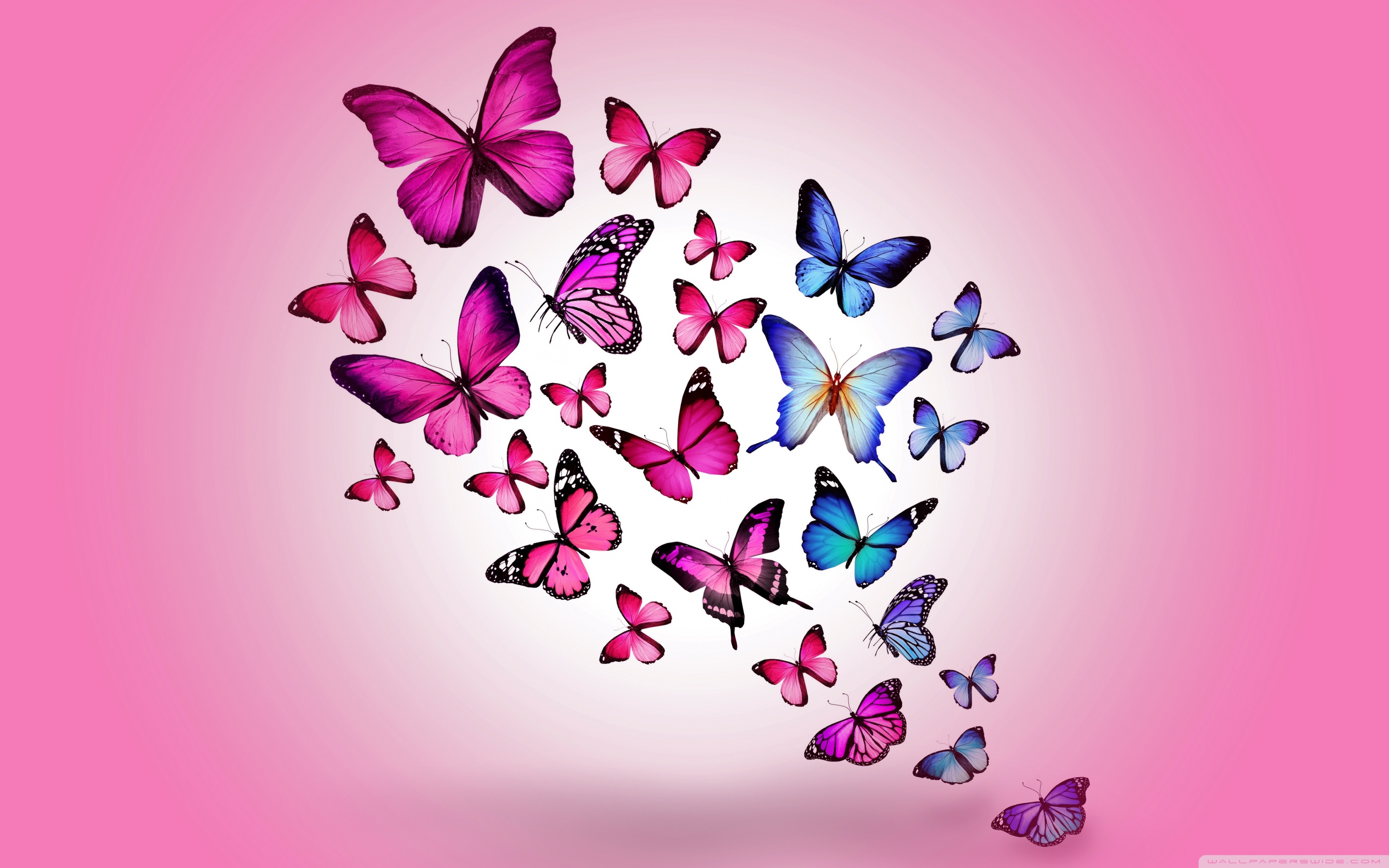 Wide 16 - - Butterfly Wallpaper For Ipad , HD Wallpaper & Backgrounds