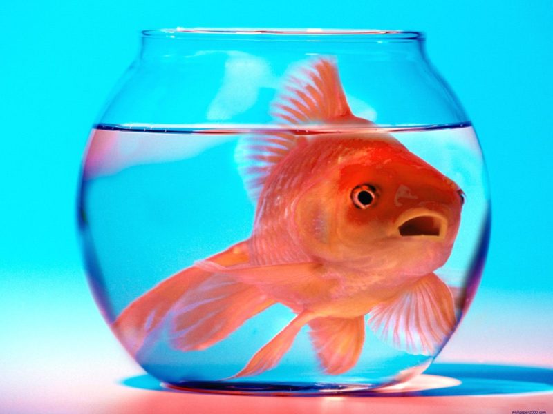 Fish Wallpaper - Big Goldfish In Small Bowl , HD Wallpaper & Backgrounds