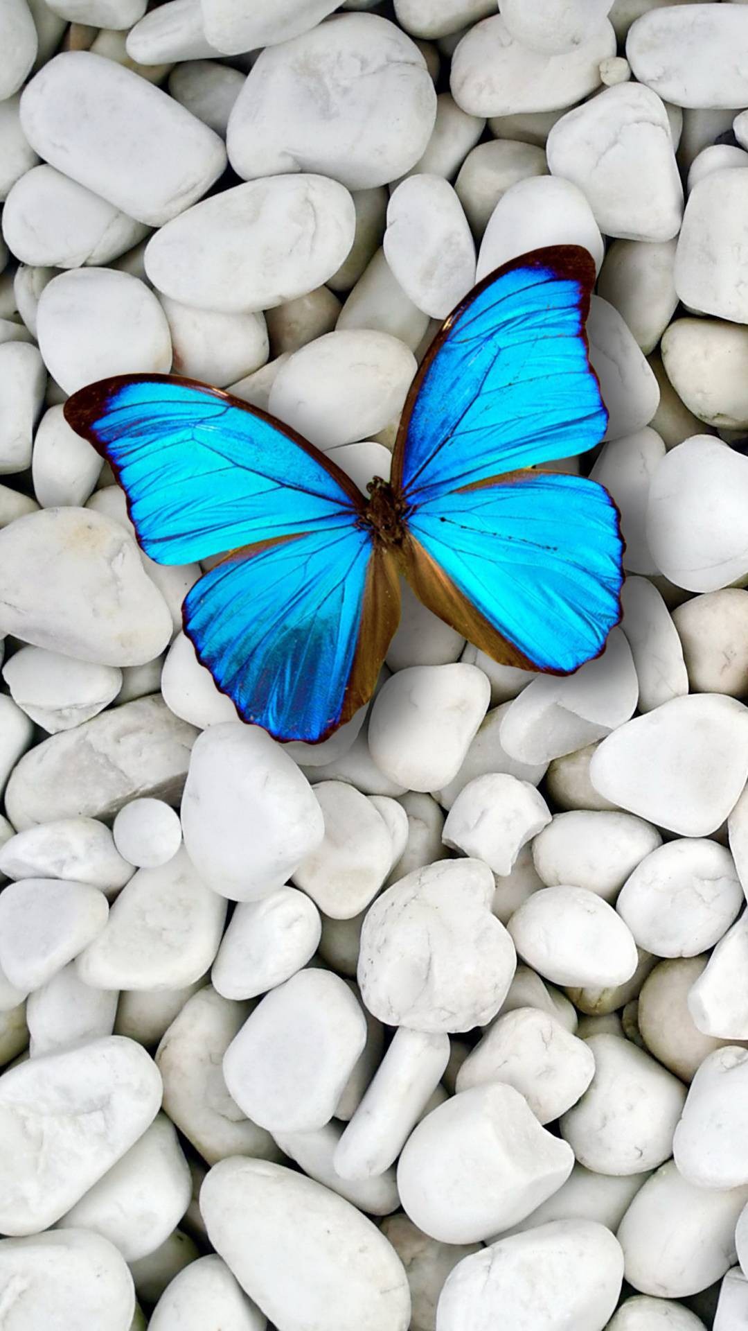 Blue Butterfly Wallpaper For Iphone Resolution Blue Butterfly On Rocks Hd Wallpaper Backgrounds Download