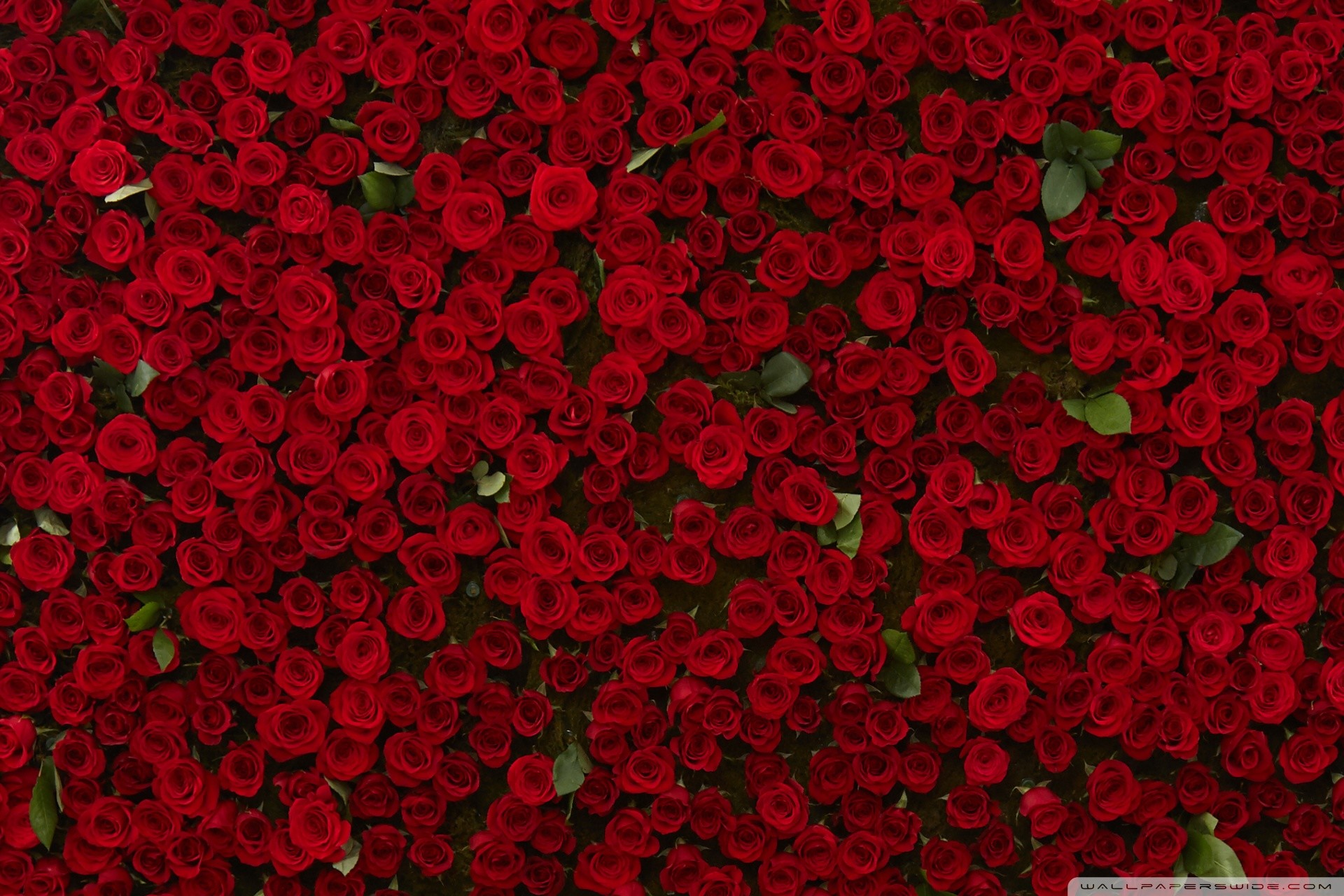 Red Roses , HD Wallpaper & Backgrounds