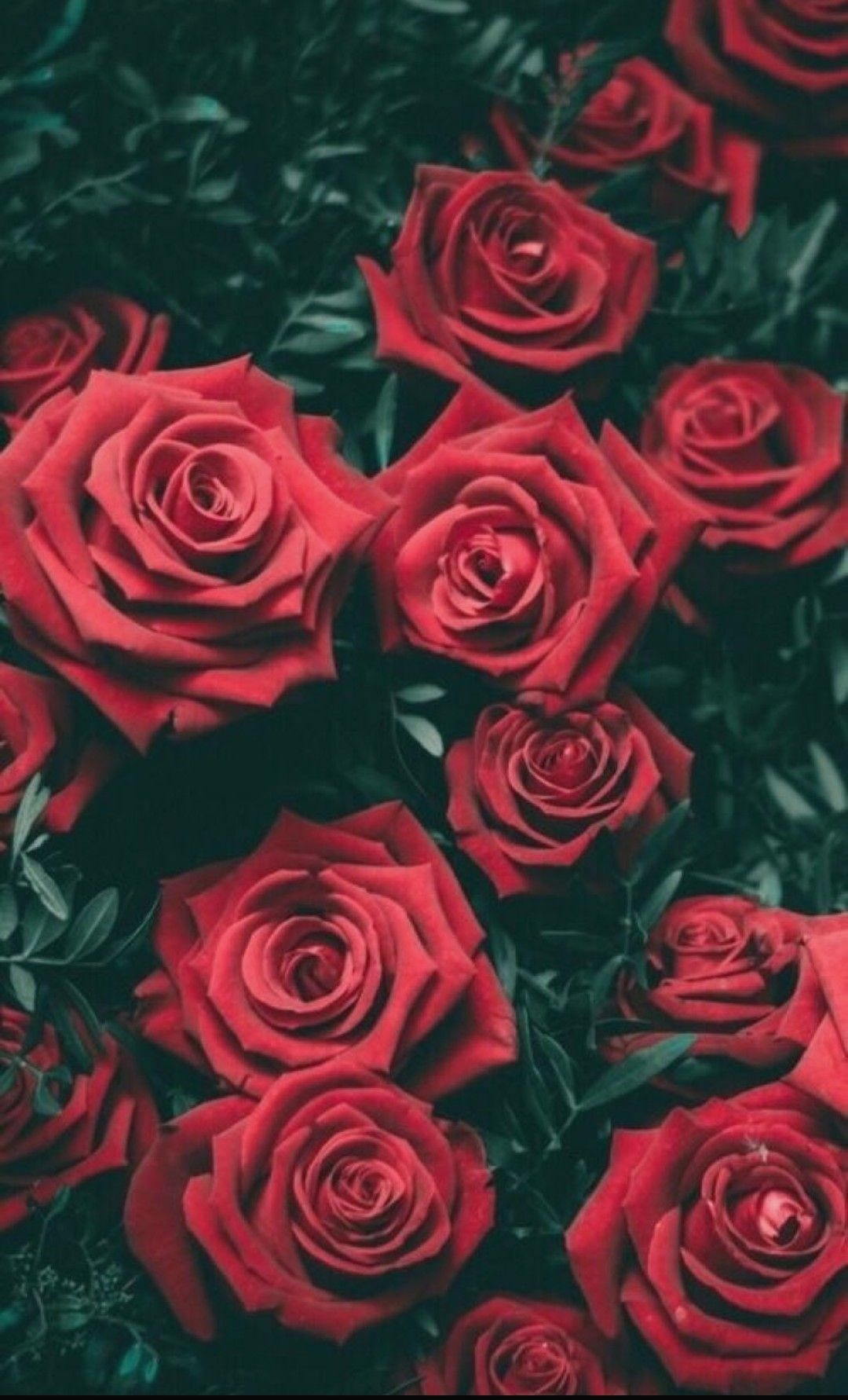 Tumblr Wallpaper Screen Wallpaper Iphone Red Wallpaper - Iphone Roses Background , HD Wallpaper & Backgrounds