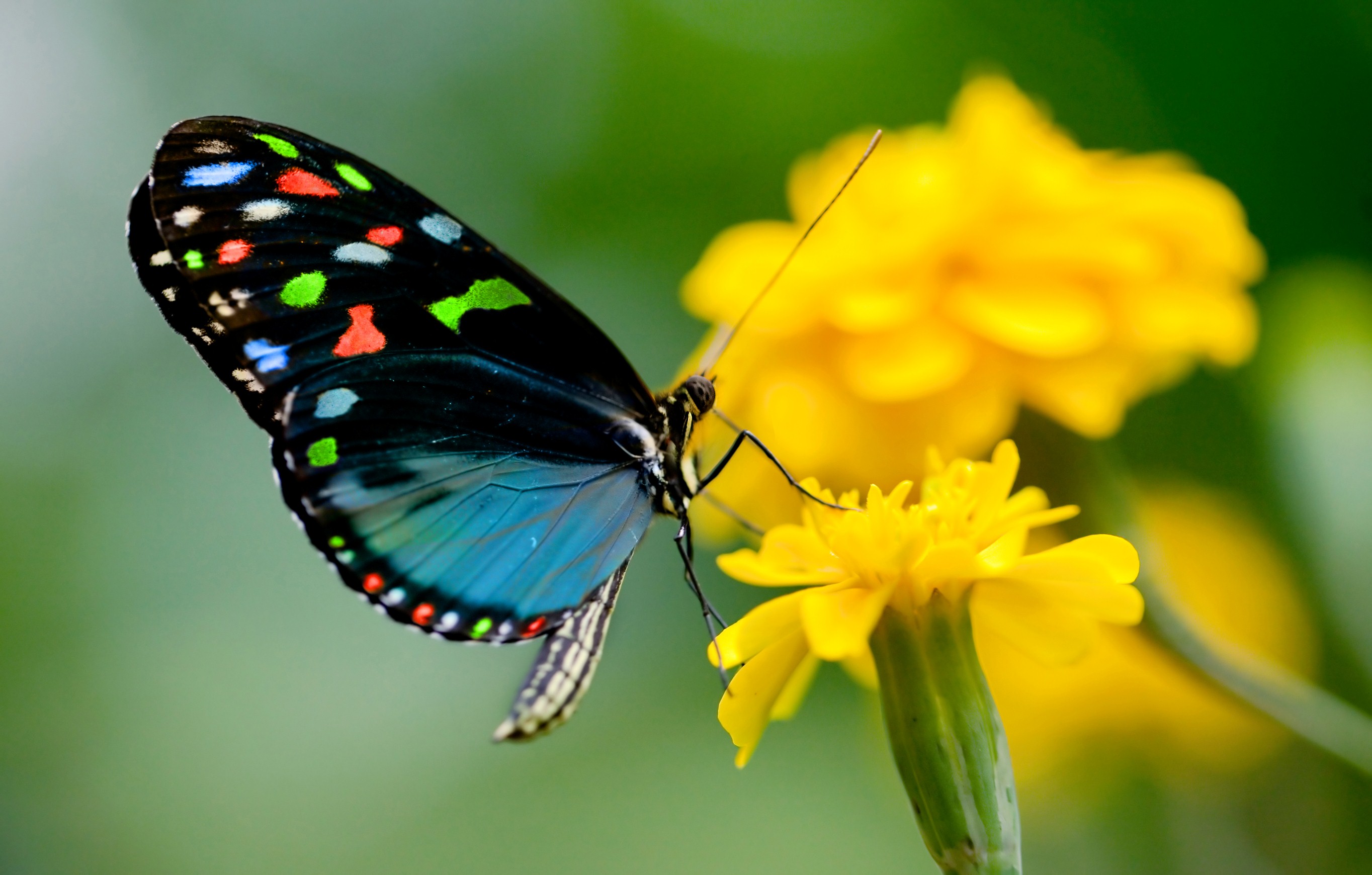 Butterfly Profile Picture For Fb , HD Wallpaper & Backgrounds