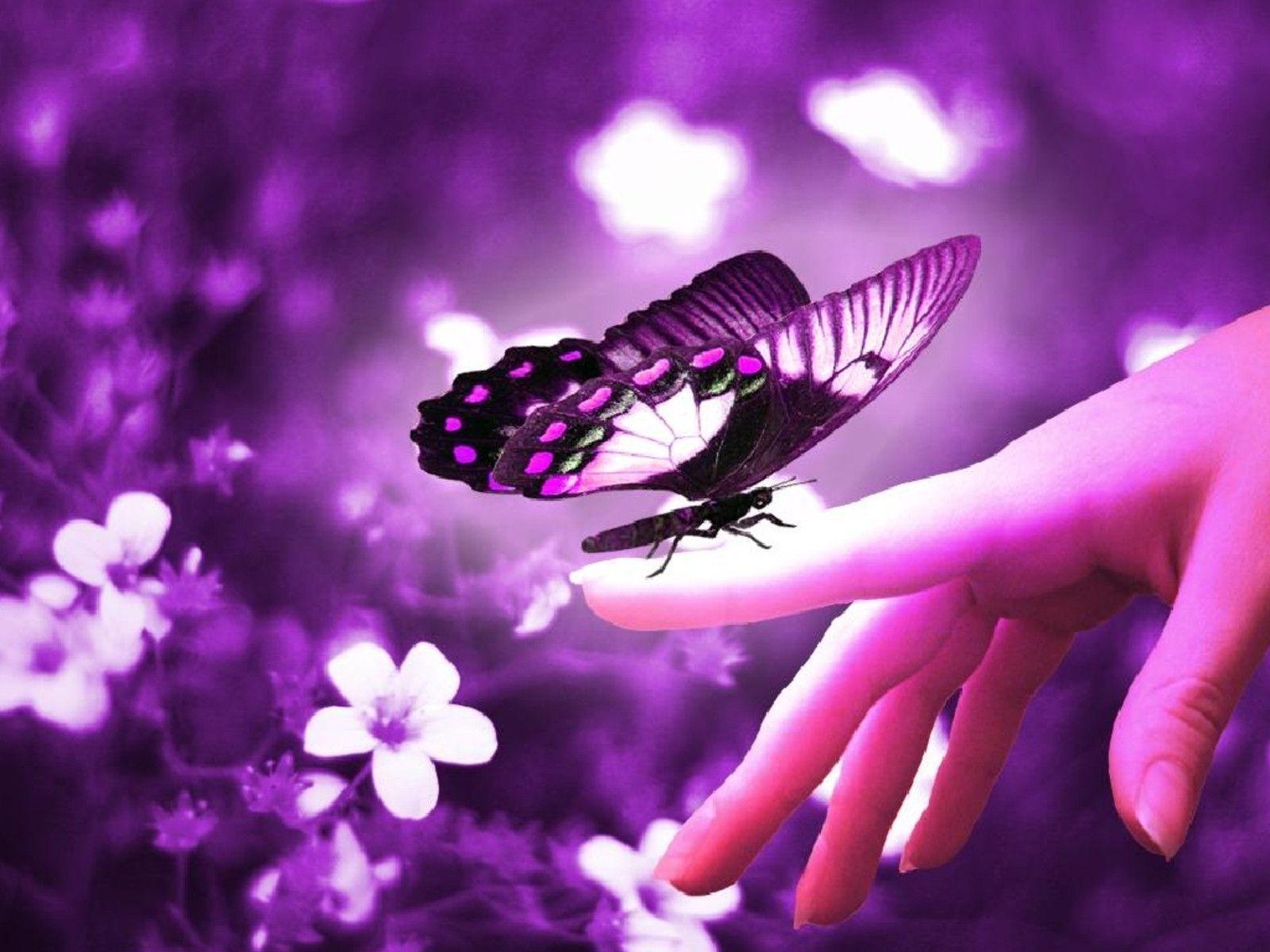 Butterfly Wallpaper - Whatsapp Profile Picture Download Free , HD Wallpaper & Backgrounds