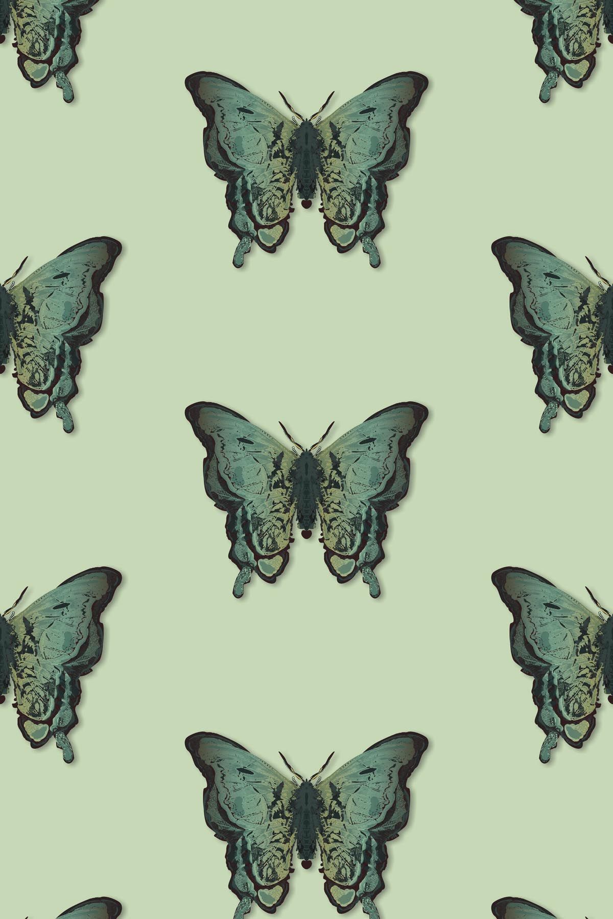 Butterfly Wallpaper Butterfly Wallpaper Butterfly Wallpaper - Butterfly , HD Wallpaper & Backgrounds