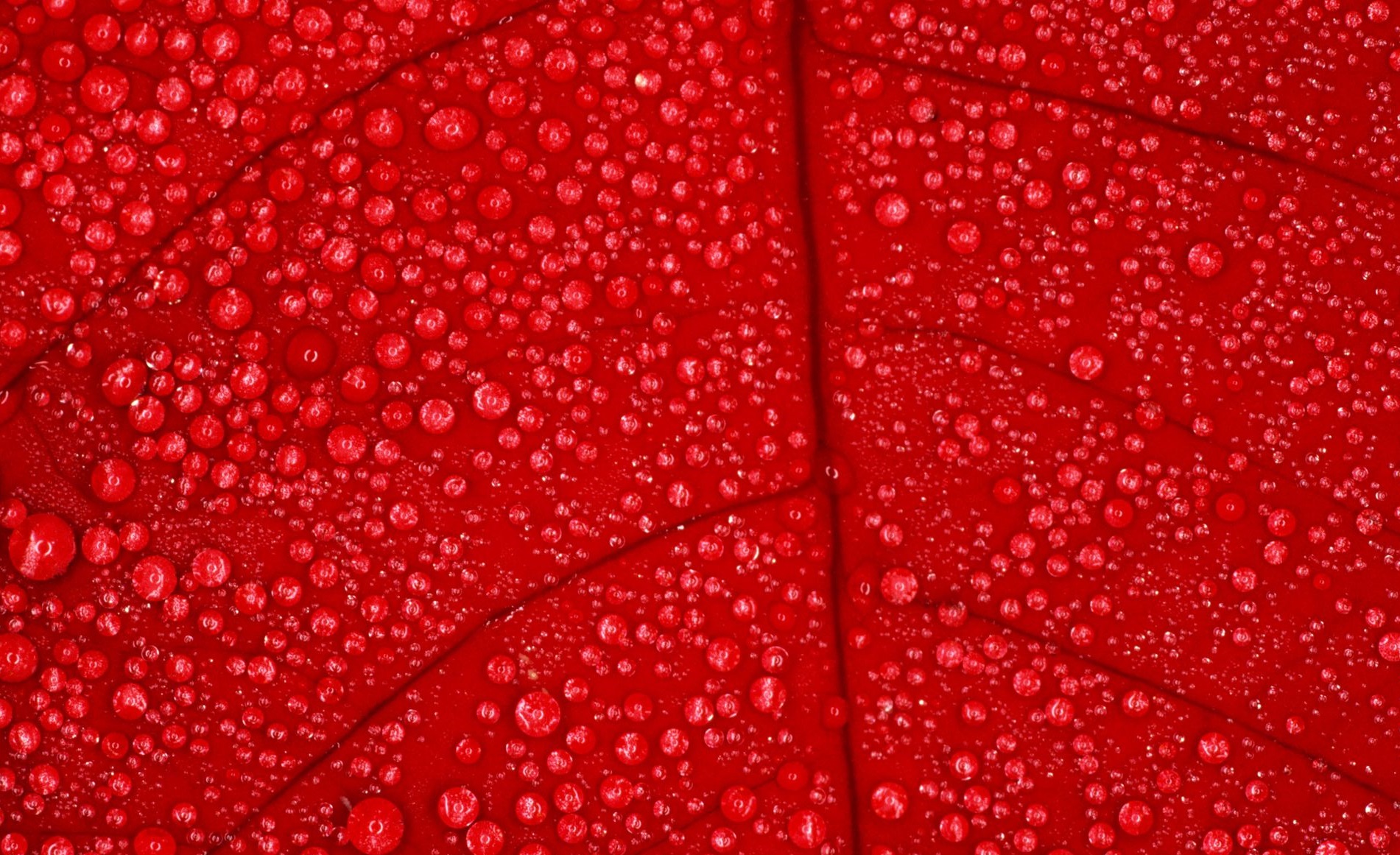 Red Wallpaper For Desktop 40 Crisp Red Wallpapers For - Hd Wallpapers Of Red Color , HD Wallpaper & Backgrounds
