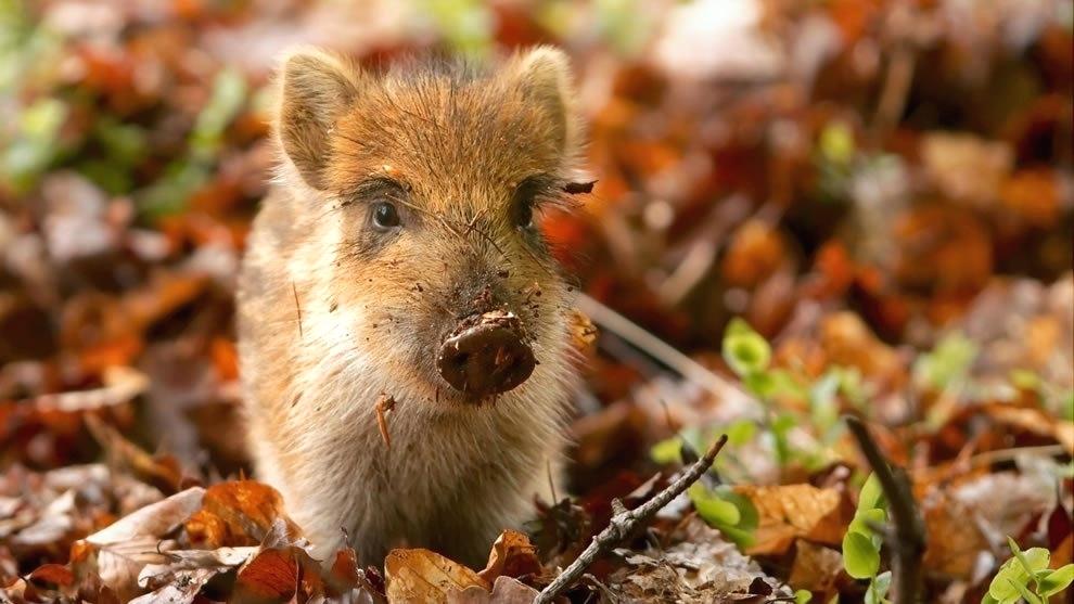 Messy Baby Boar Playing In The Autumn Forest Animal - Autumn Animals , HD Wallpaper & Backgrounds