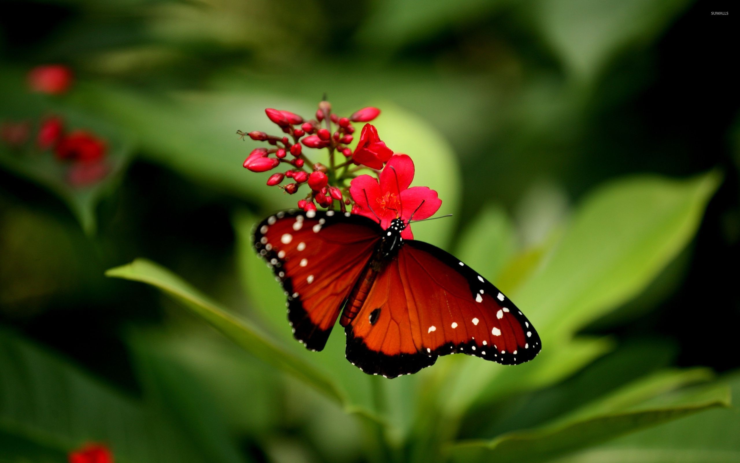 Butterfly Images Red Hd , HD Wallpaper & Backgrounds