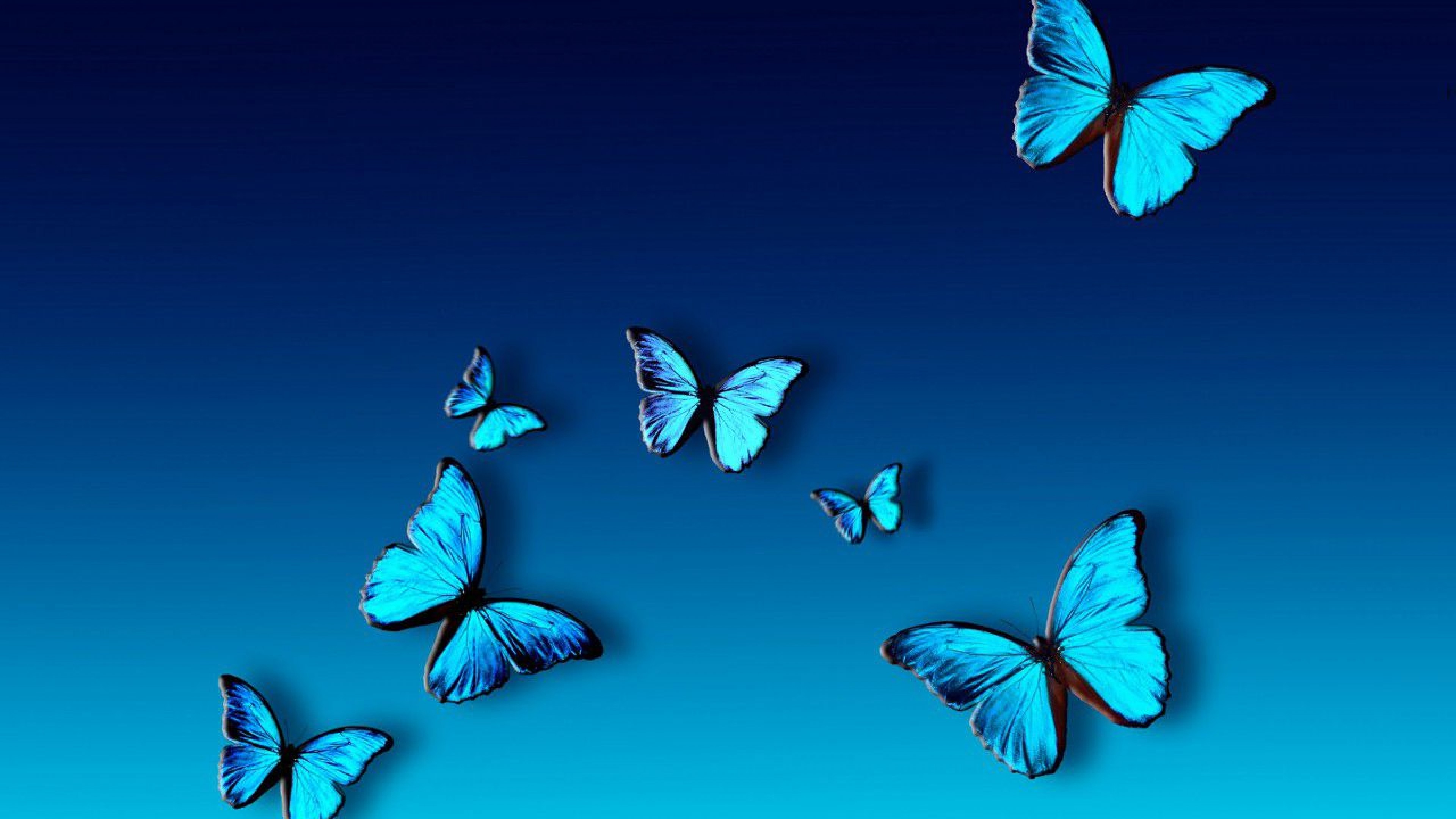 Blue Butterfly Wallpaper - Blue Butterfly Wallpaper Hd , HD Wallpaper & Backgrounds