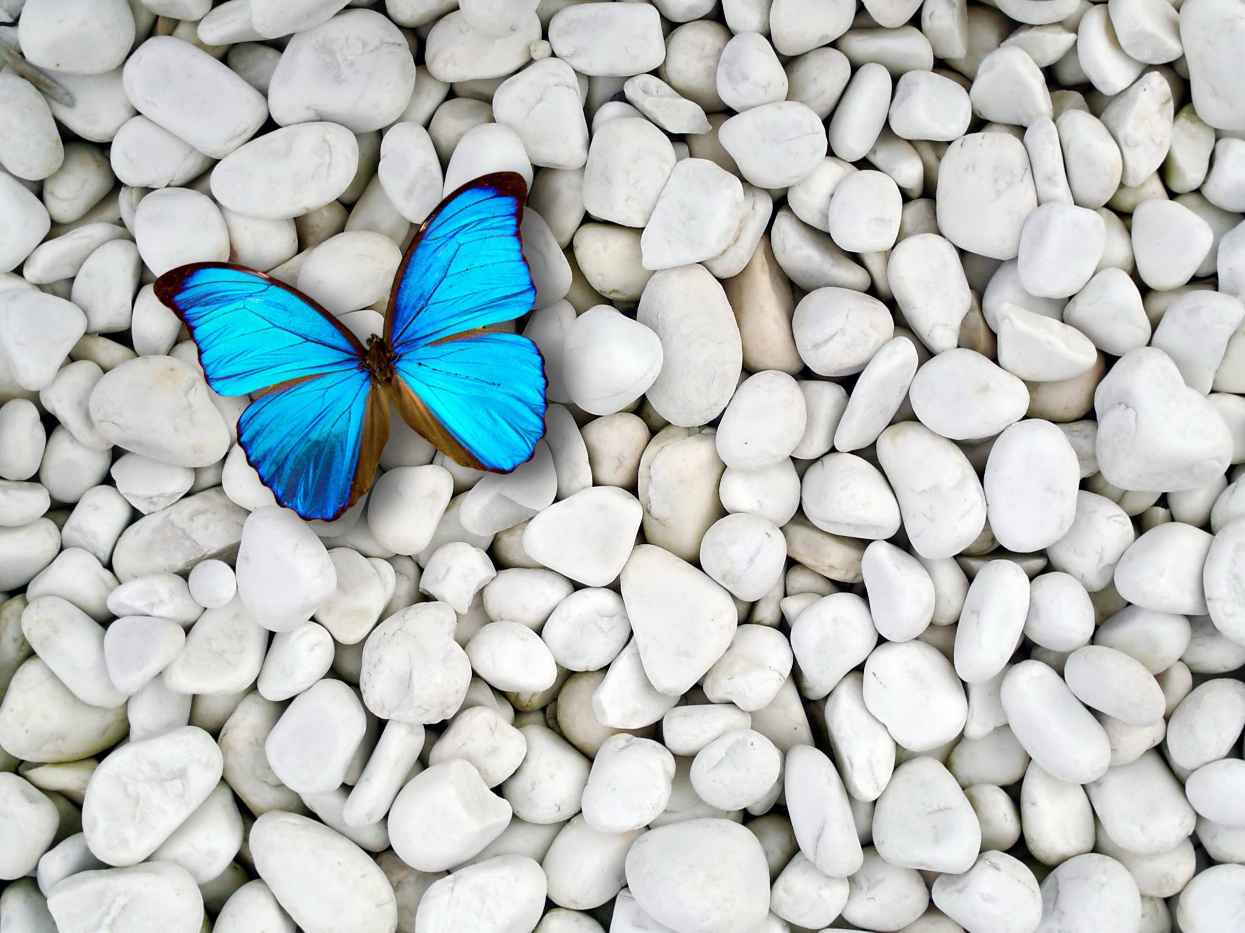 Butterfly Wallpaper - Blue Butterfly Background Hd , HD Wallpaper & Backgrounds