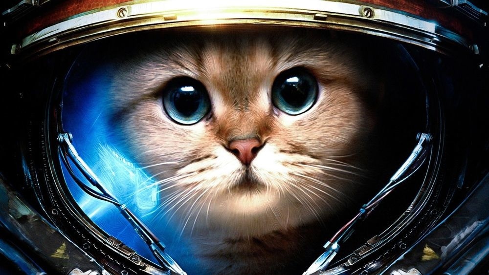 These Are Some Damn Good Wallpapers - Cat Astronaut , HD Wallpaper & Backgrounds