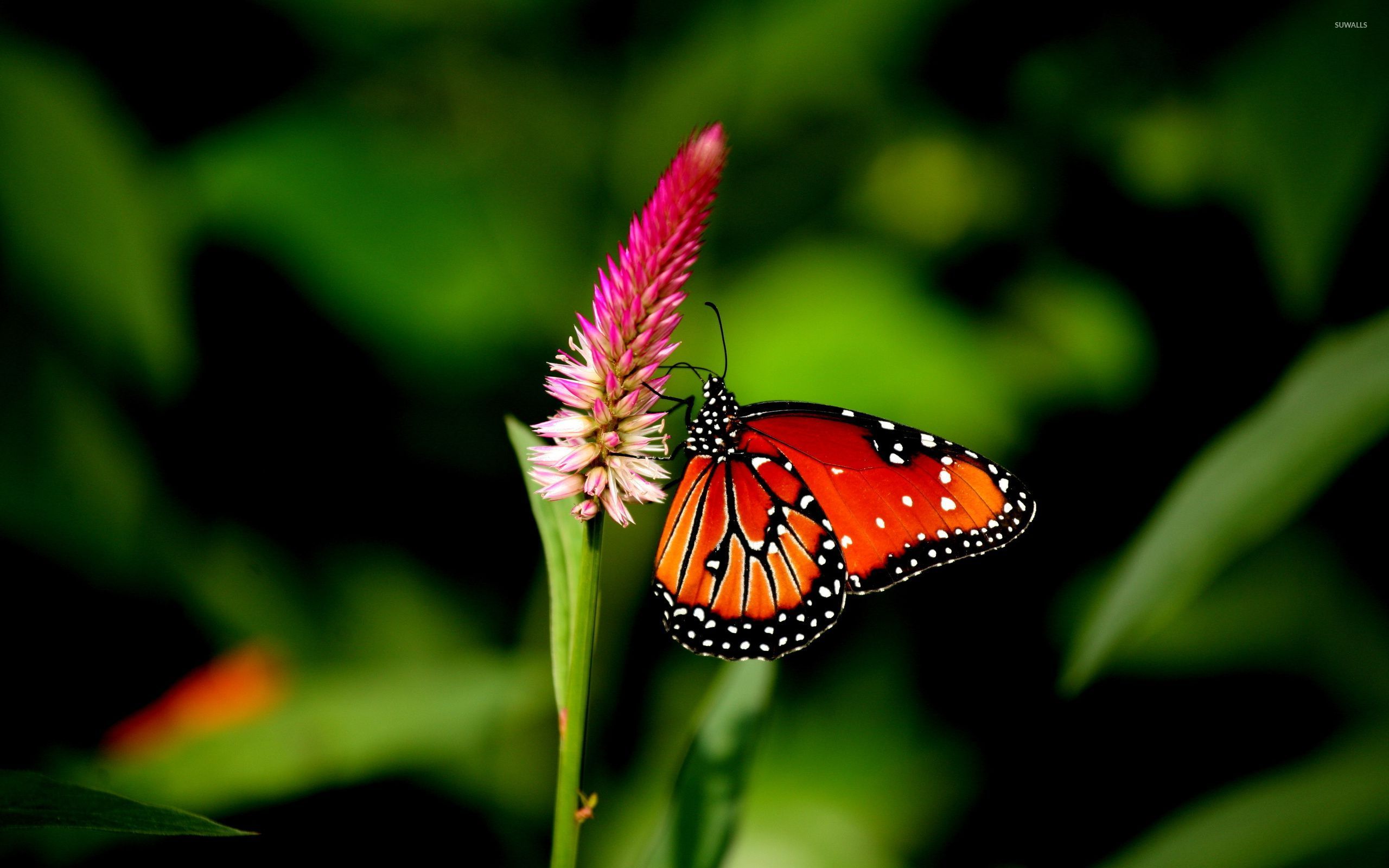 Orange Butterfly [2] Wallpaper - Pink And Orange Butterfly , HD Wallpaper & Backgrounds