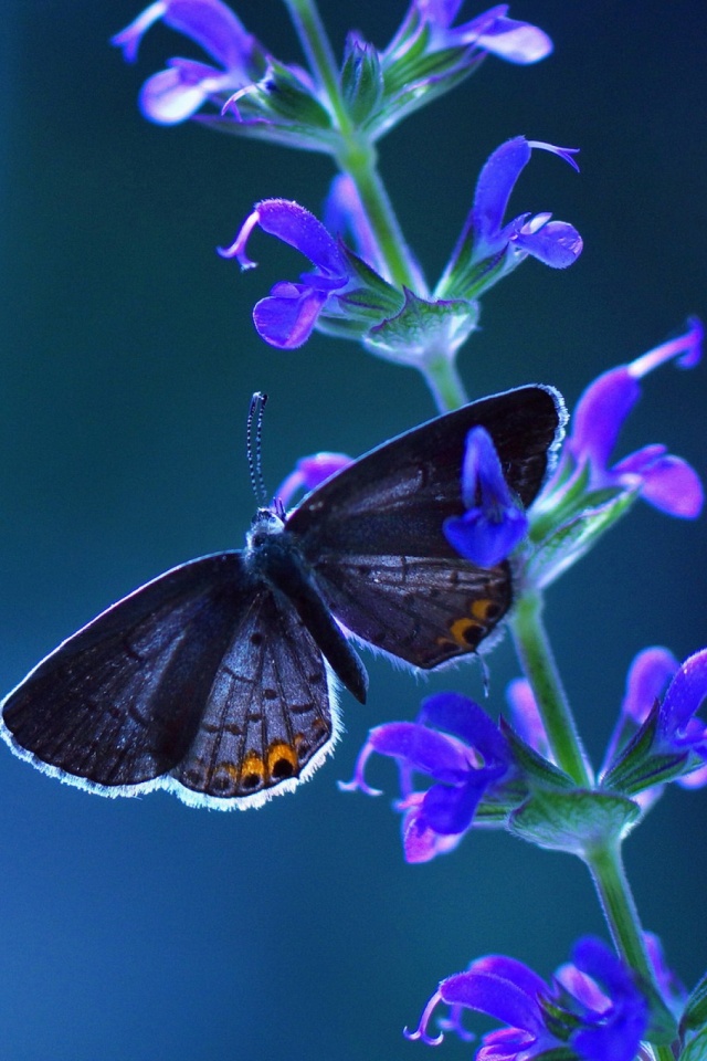 Download Now - Good Morning Beautiful Butterfly , HD Wallpaper & Backgrounds