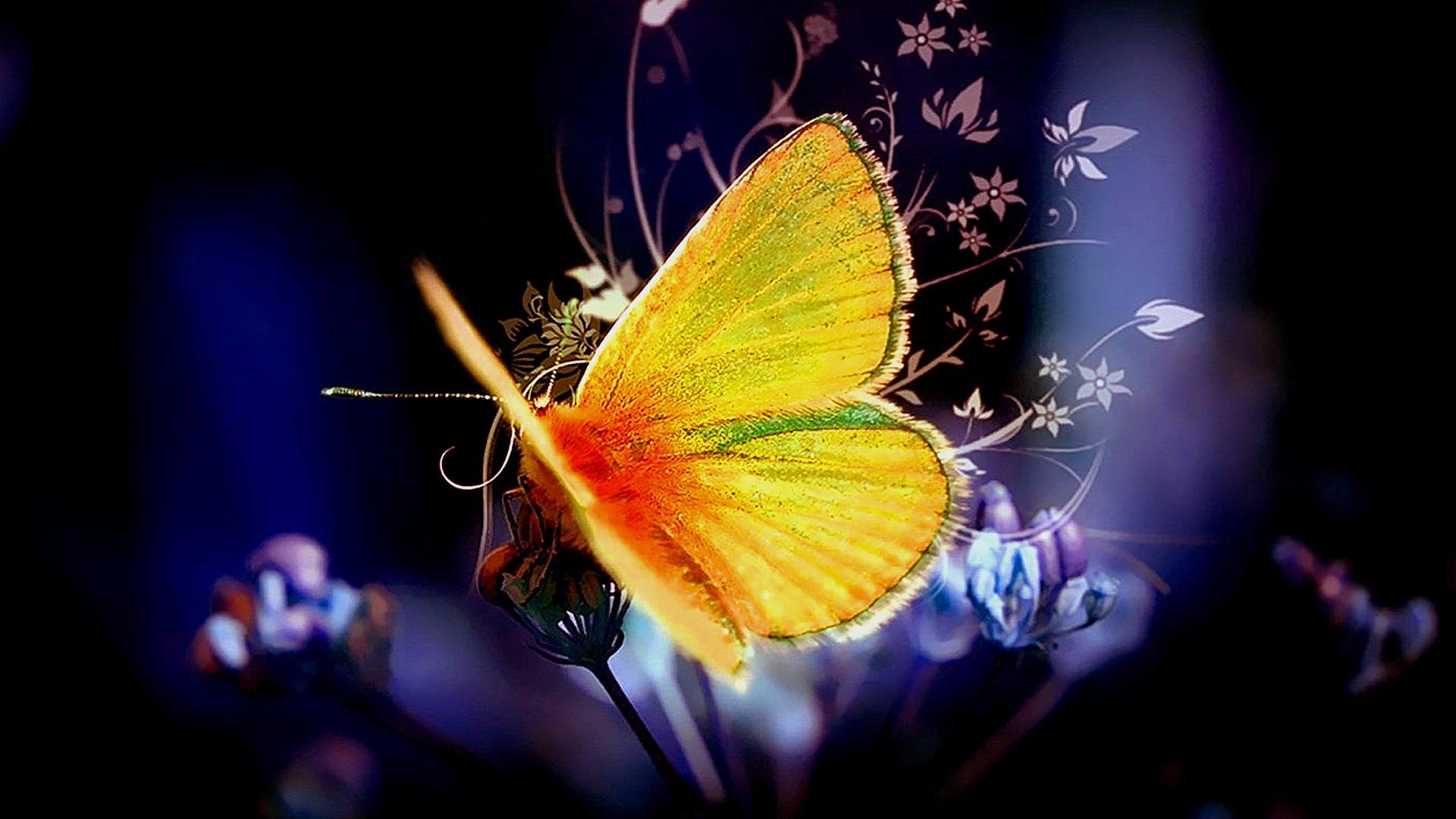 Butterfly Wallpaper - Animated Butterfly Pics With Background , HD Wallpaper & Backgrounds