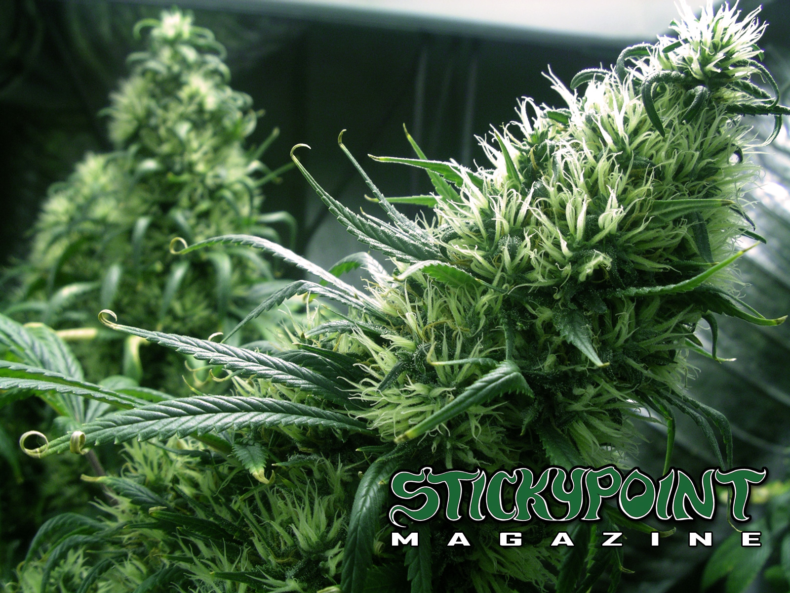 Cannabis Wallpaper - Flowering Cannabis , HD Wallpaper & Backgrounds