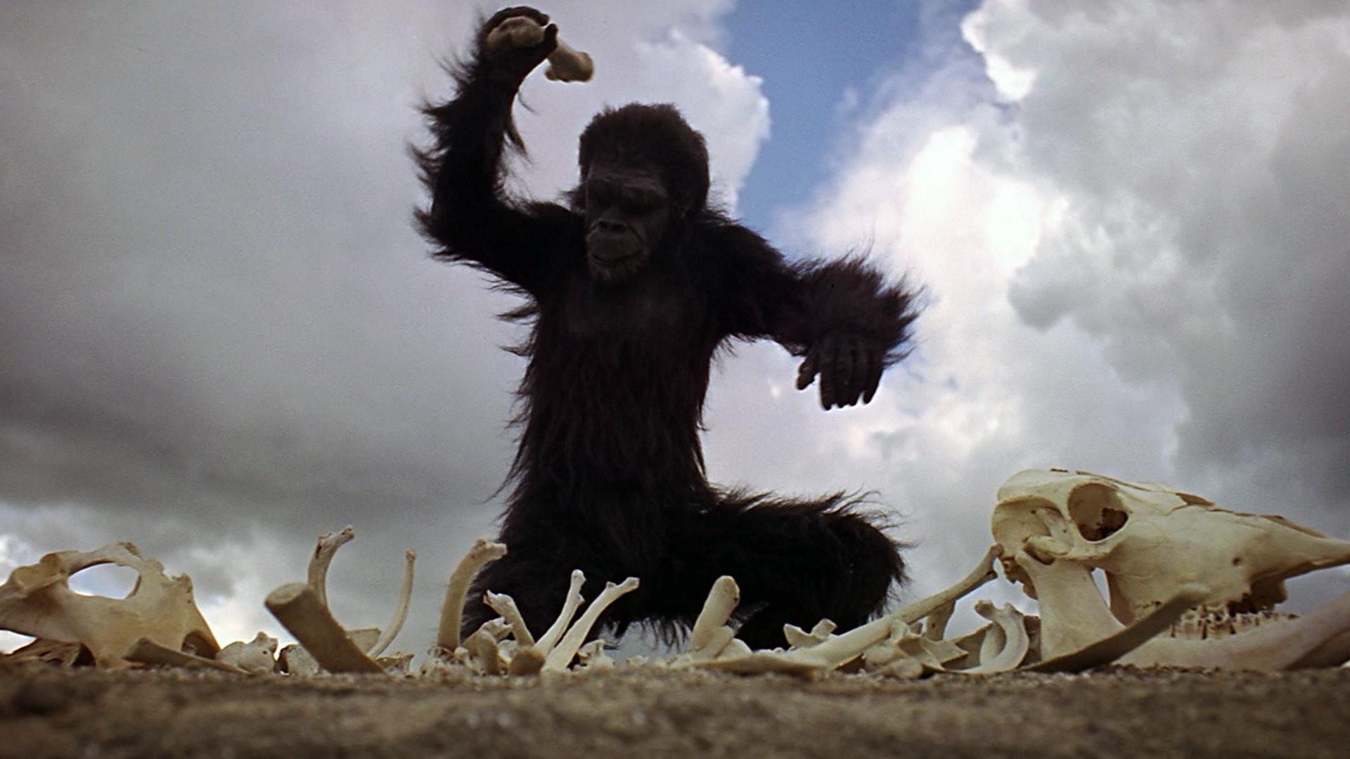 2001 Space Odyssey Apes - 2001 A Space Odyssey Hominids , HD Wallpaper & Backgrounds