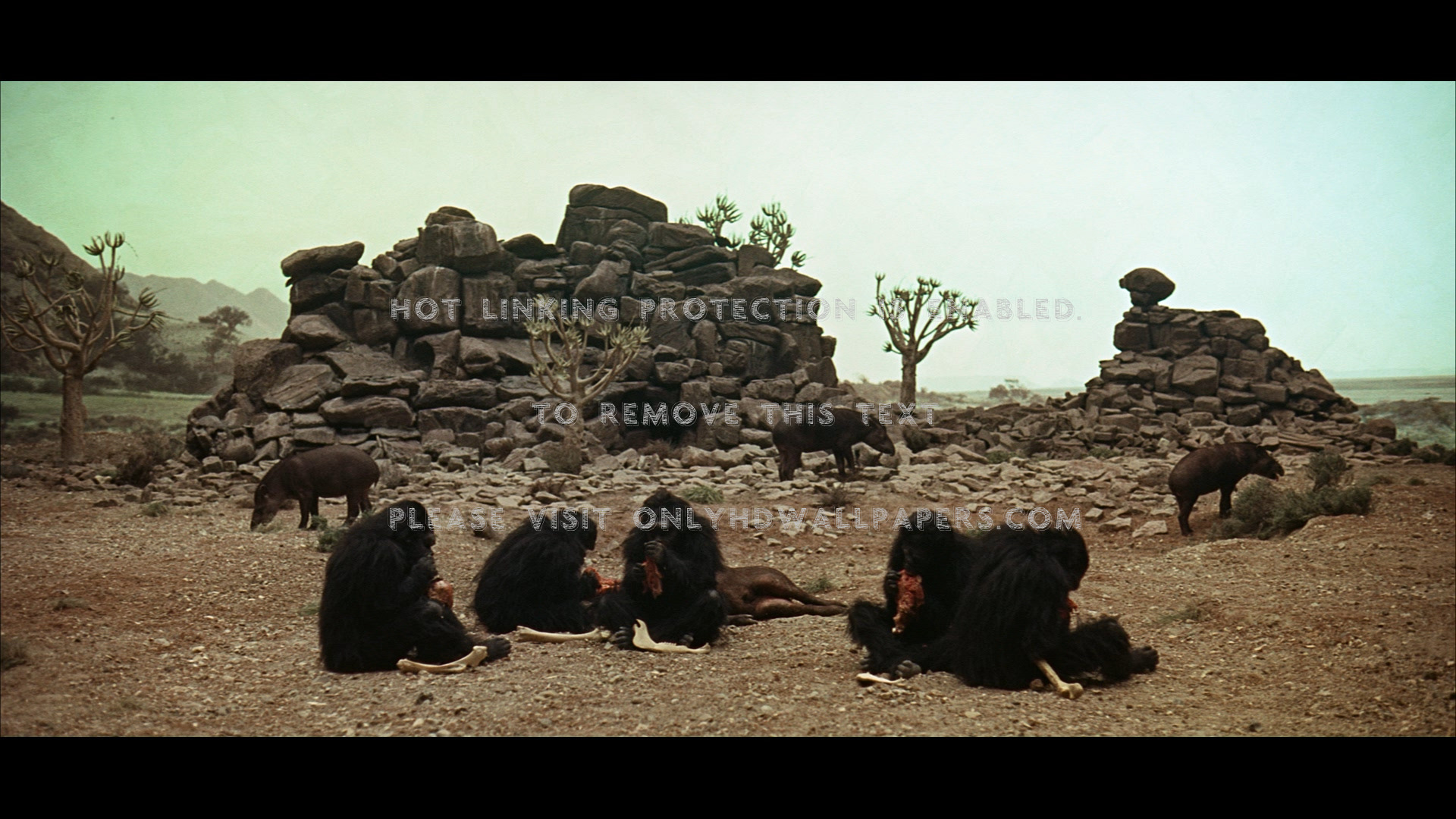 2001 A Space Odyssey Apes Eating , HD Wallpaper & Backgrounds