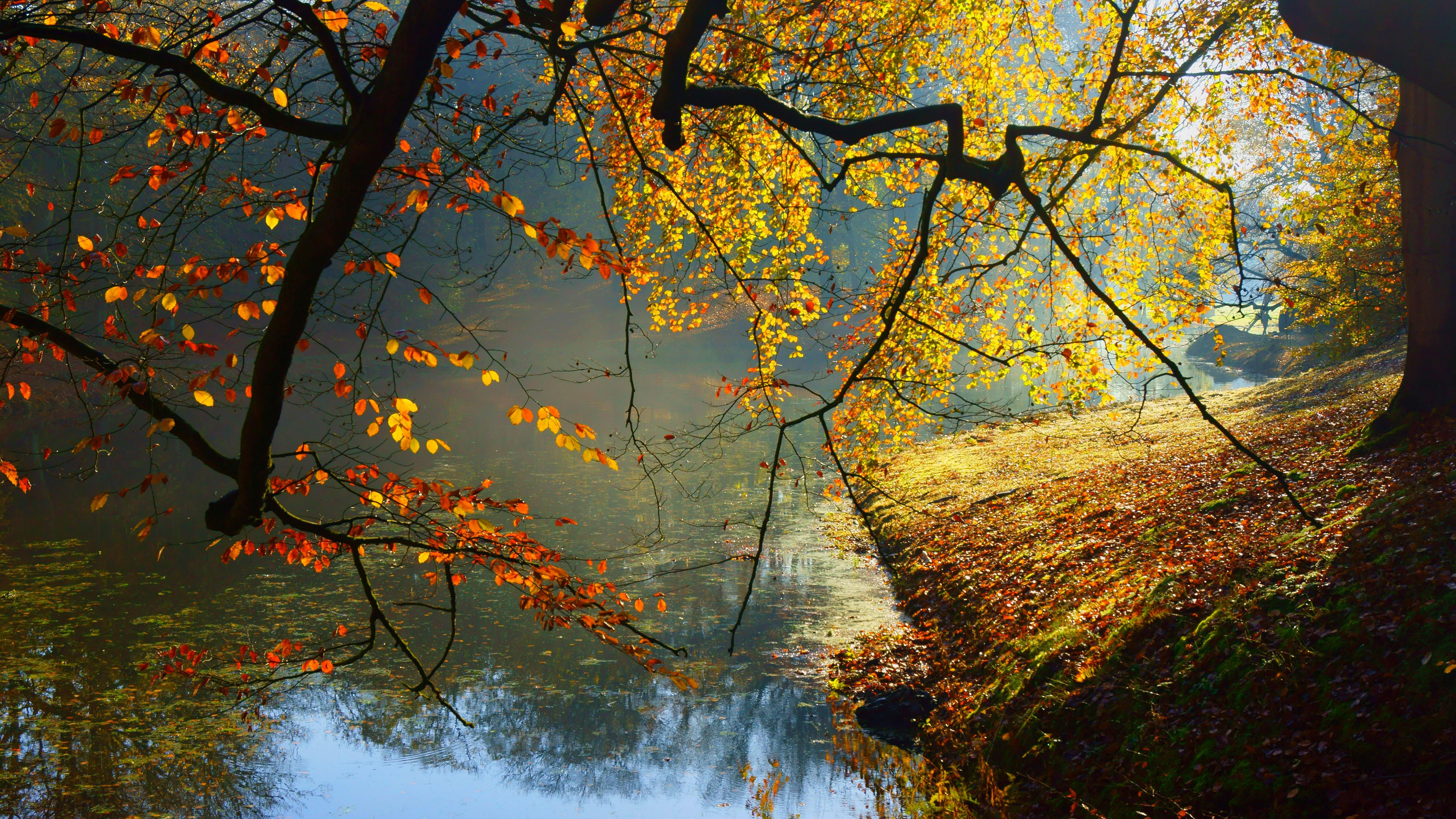 8k Wallpaper Nature Inspired Wide - 8k Autumn , HD Wallpaper & Backgrounds